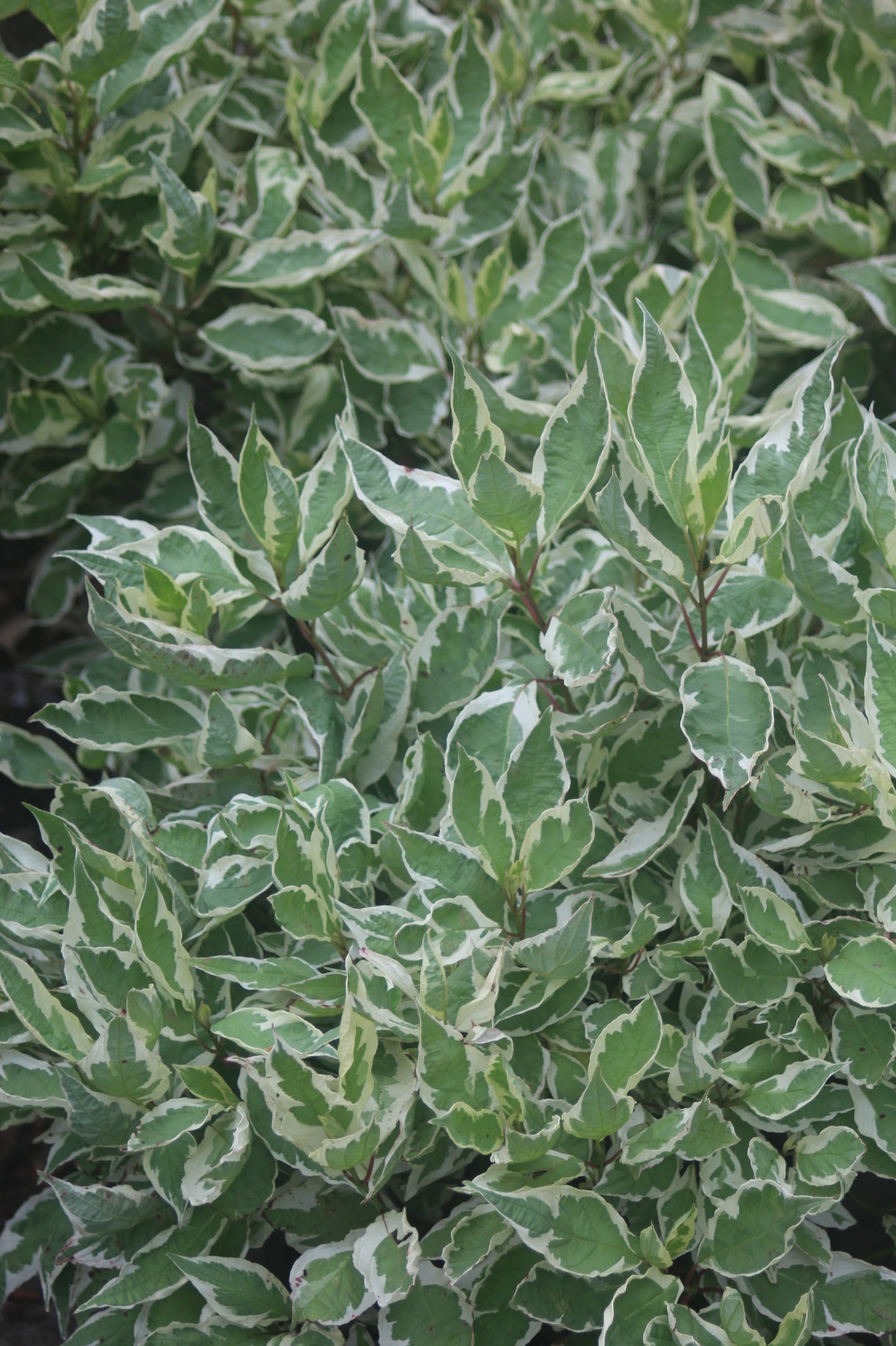 Cornus alba Ivory Halo 3g