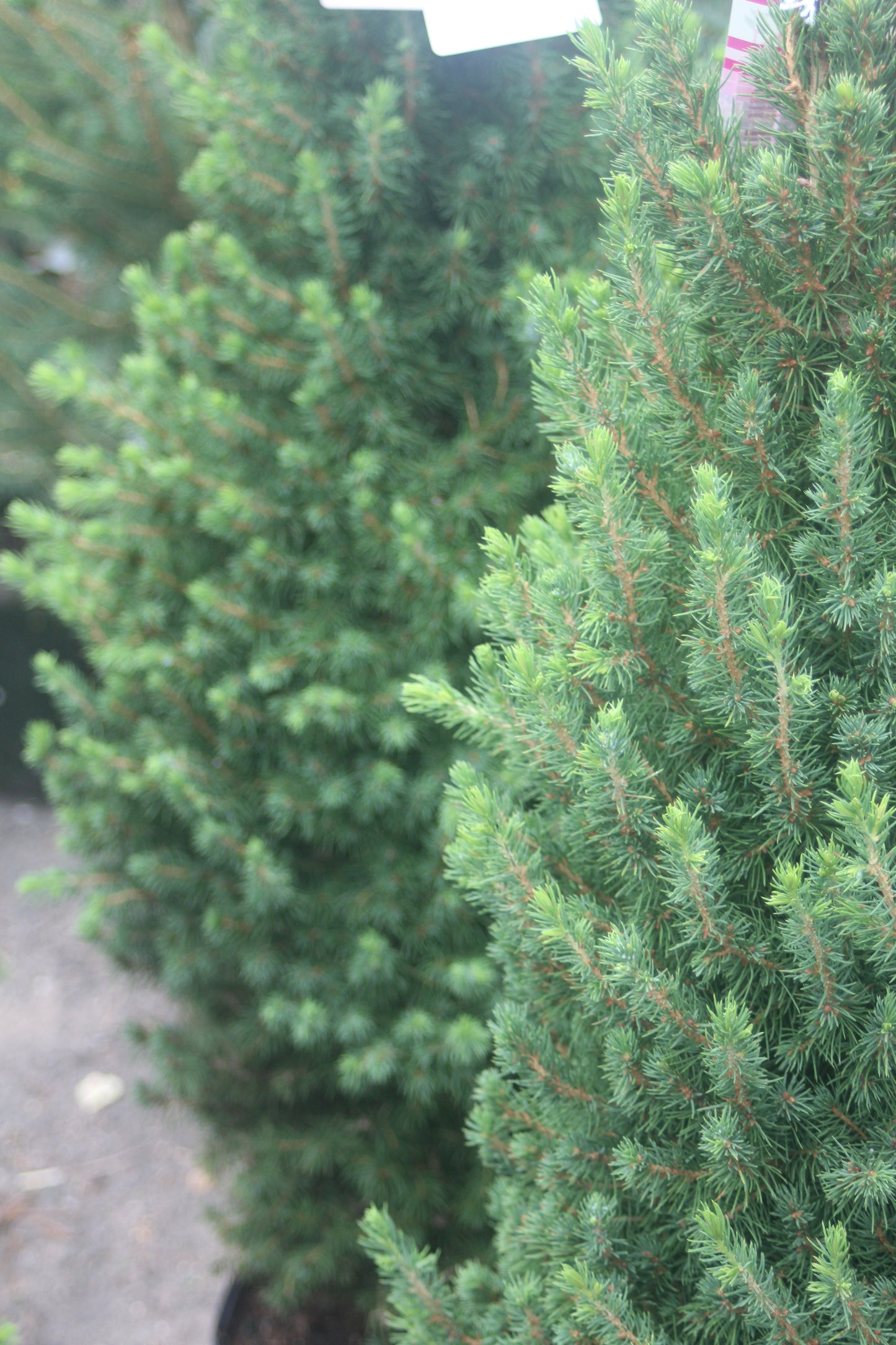 PICEA GLAUCA CONICA 3 Gal