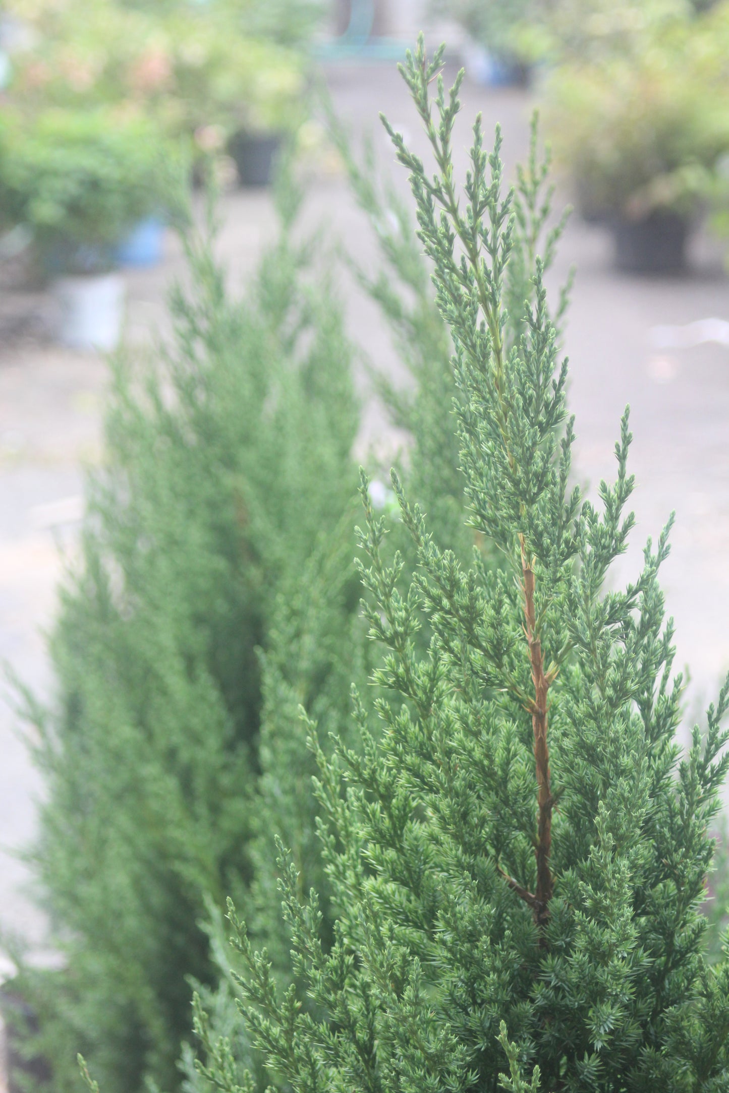 Juniperus chin Blue Point 15 gal