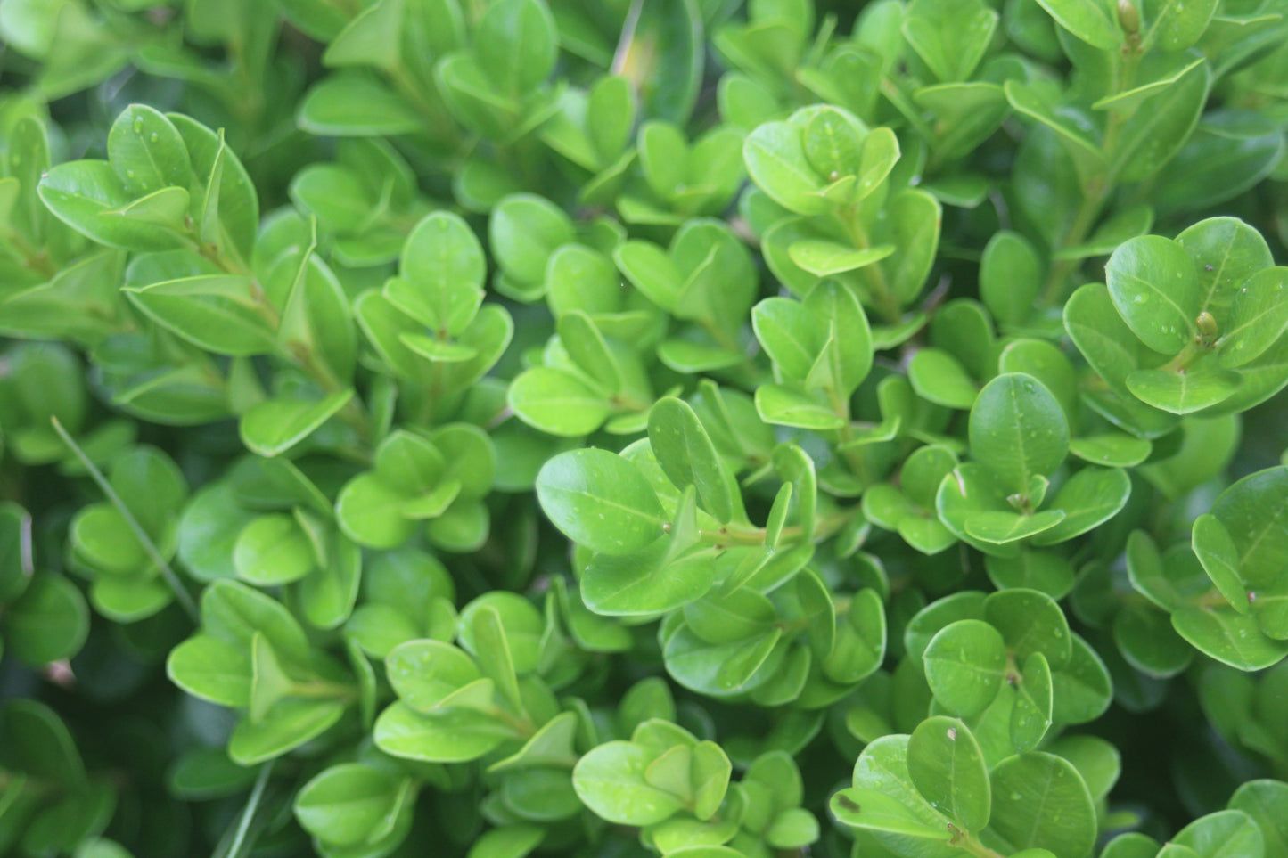 Buxus Sprinter 2g