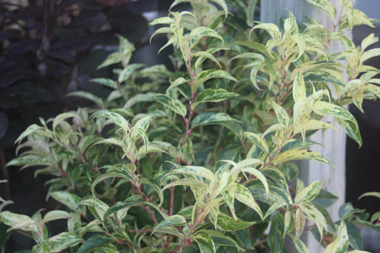 LEUCOTHOE FONT RAINBOW 2g