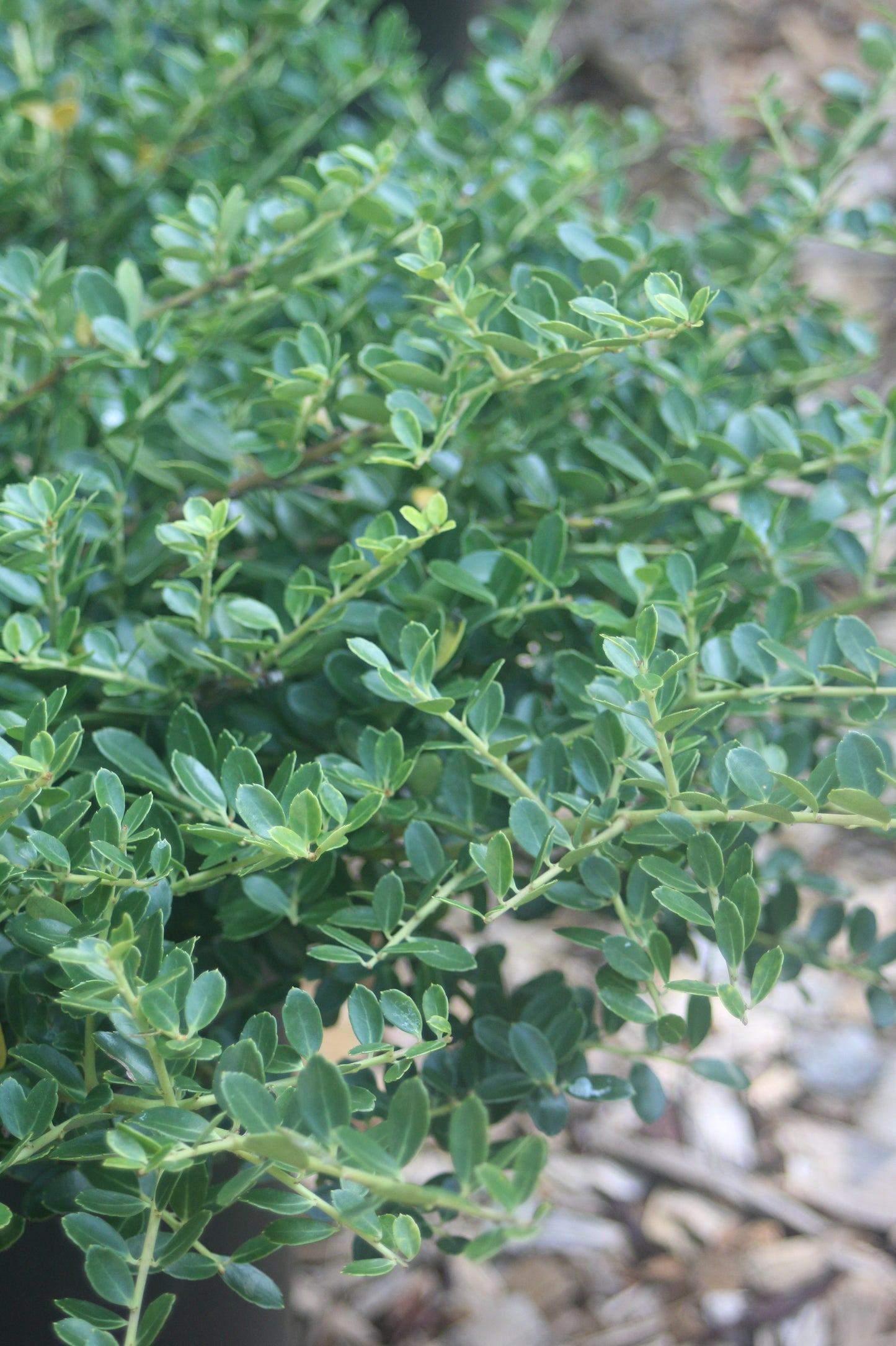 Ilex crenata Helleri 3g