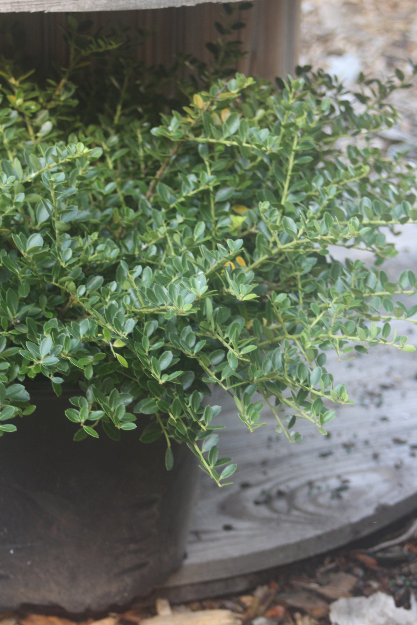 Ilex crenata Helleri 2g