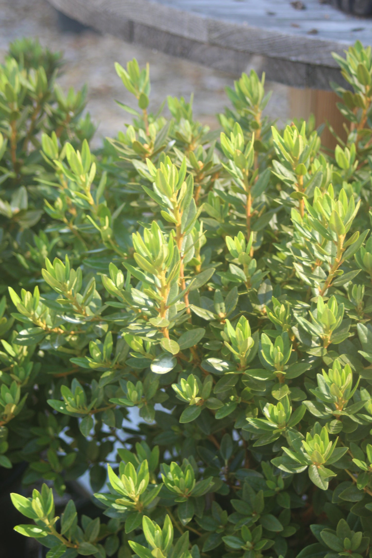 Rhododendron X Purple Gem 3g