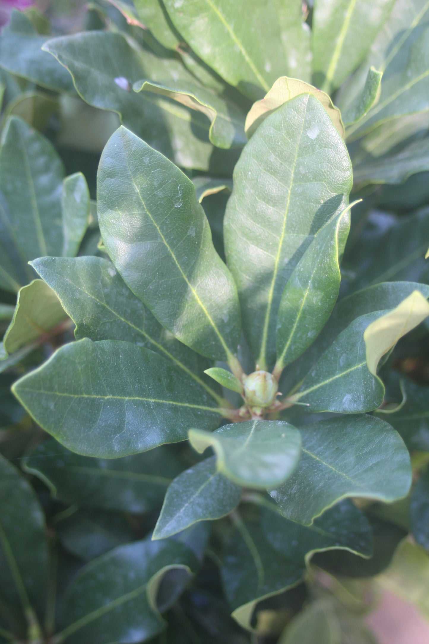 Rhododendron Cat Nova Zembla 3g