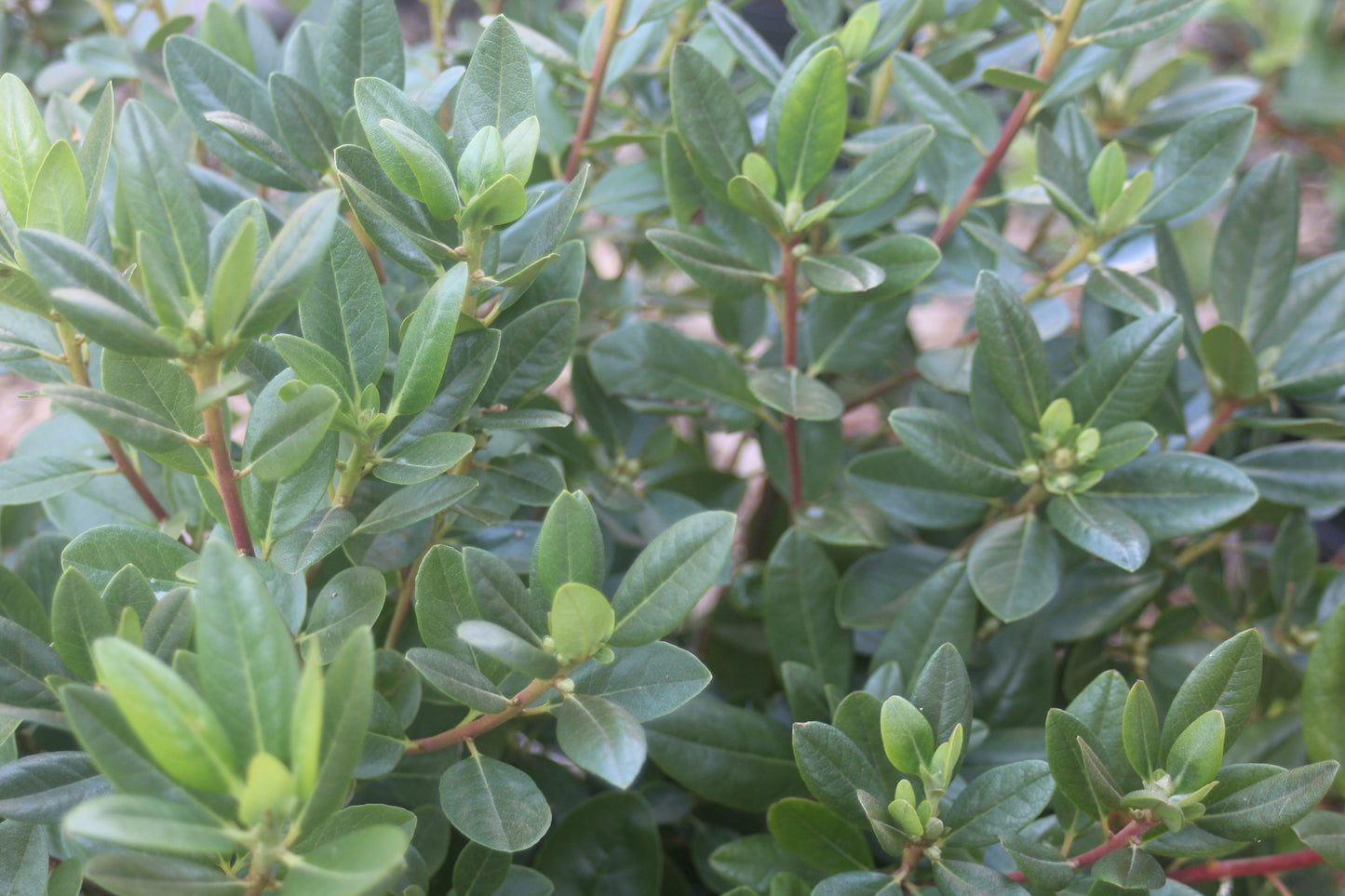 Rhododendron PJM Elite