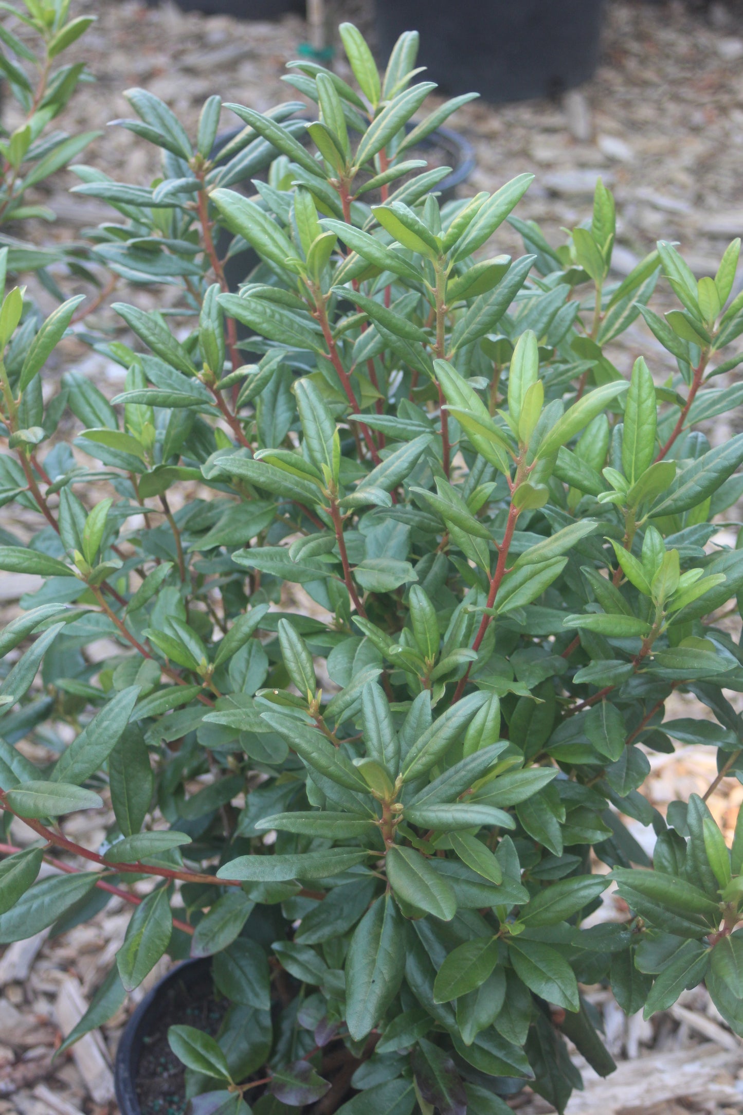 RHODODENDRON X `LANDMARK 3g