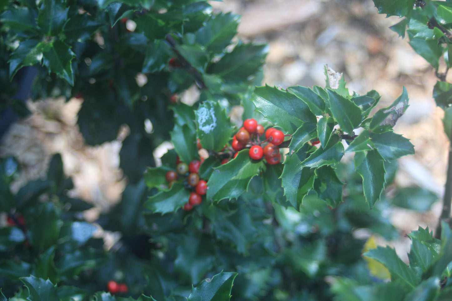 ILEX X MESERVEAE BERRYIFIC 2g