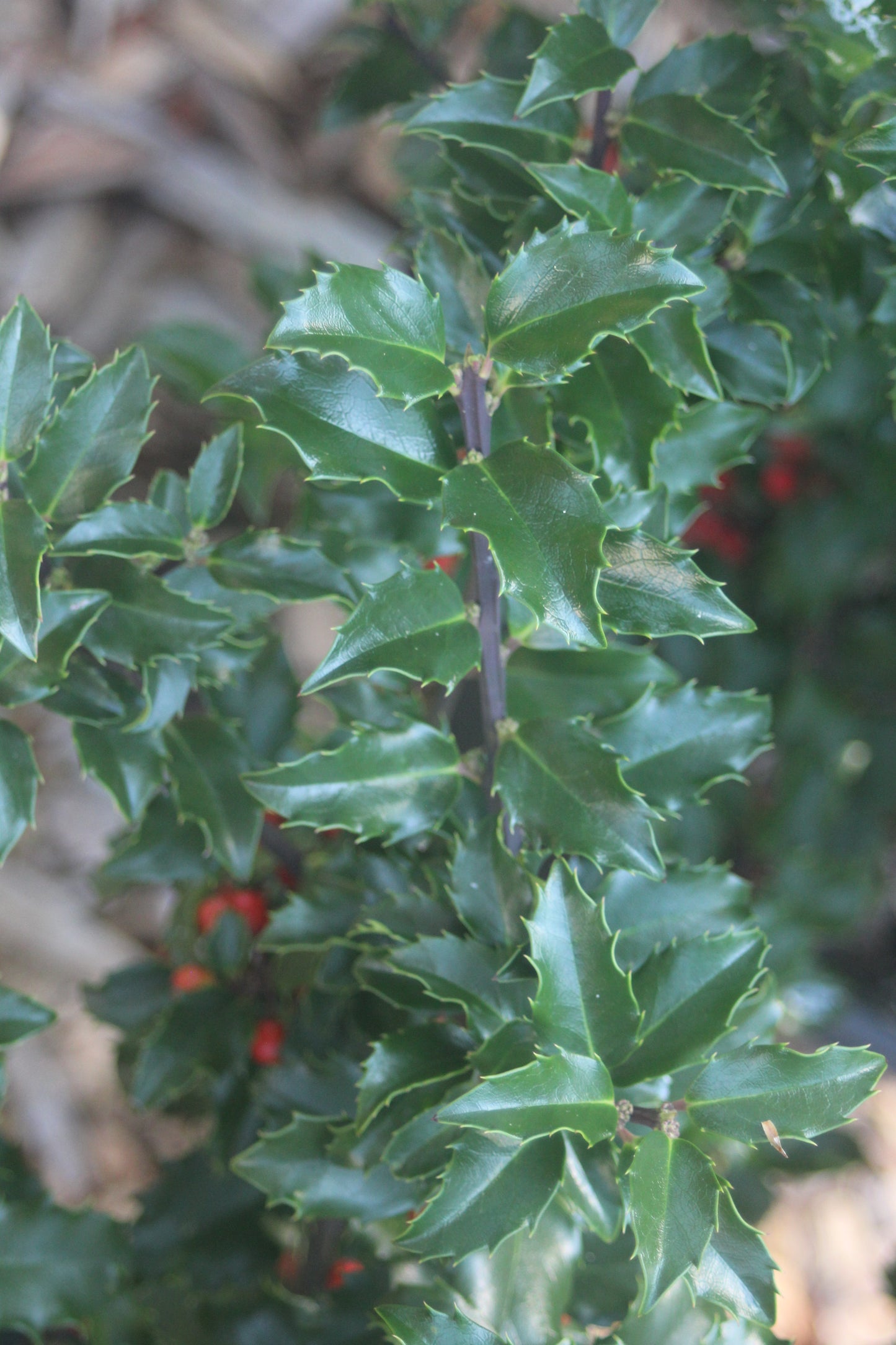 ILEX X MESERVEAE BERRYIFIC 2g