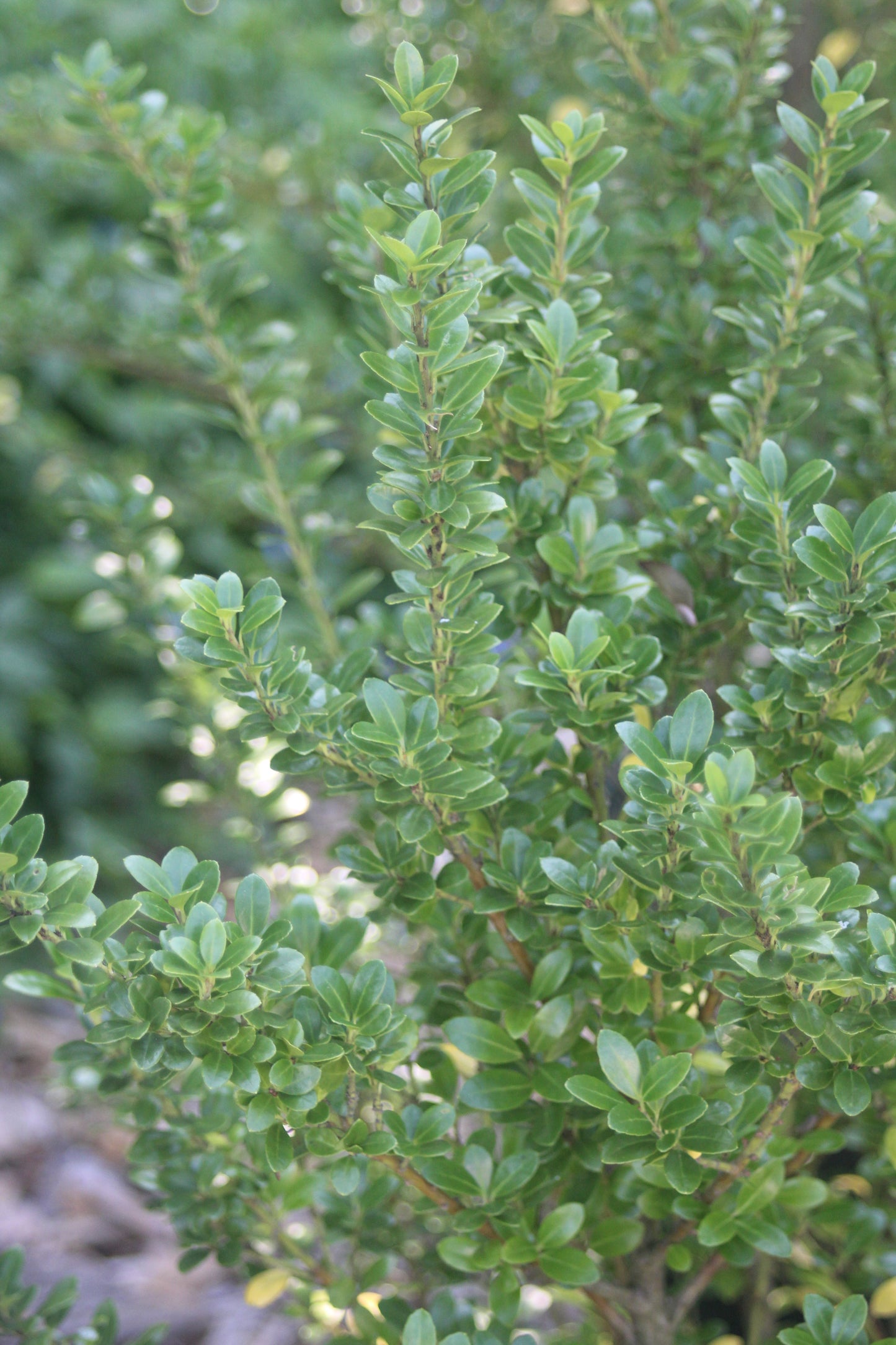 ILEX CRENATA STEEDS 3g