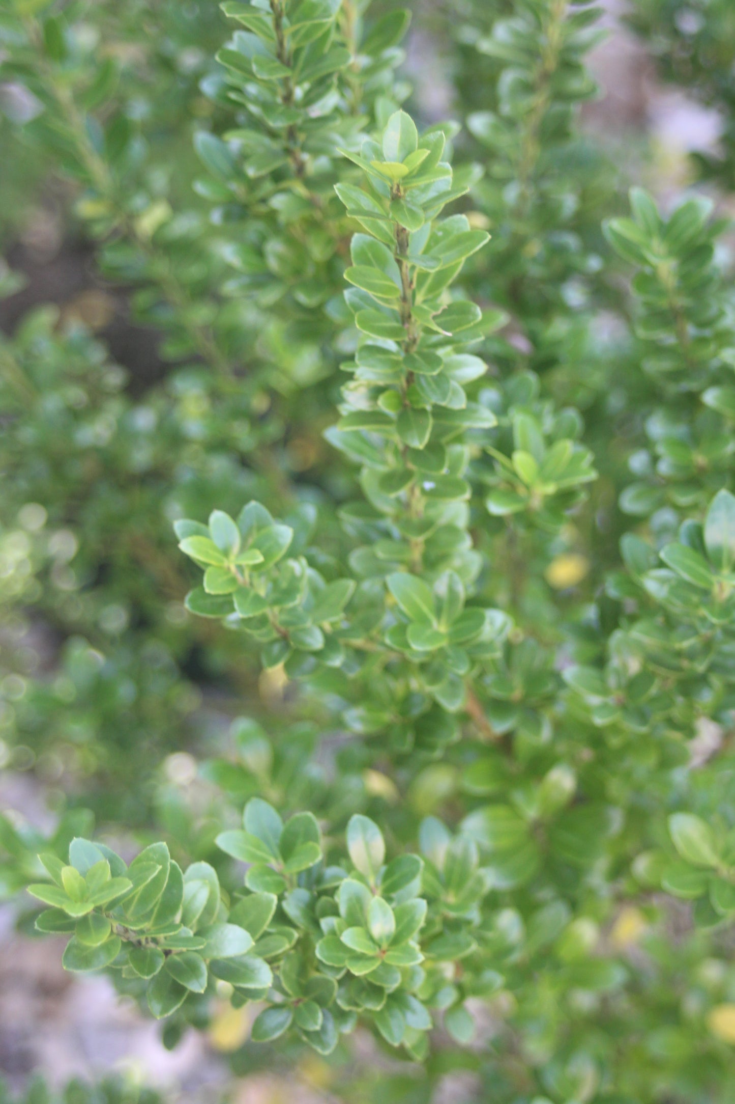 ILEX CRENATA STEEDS 3g