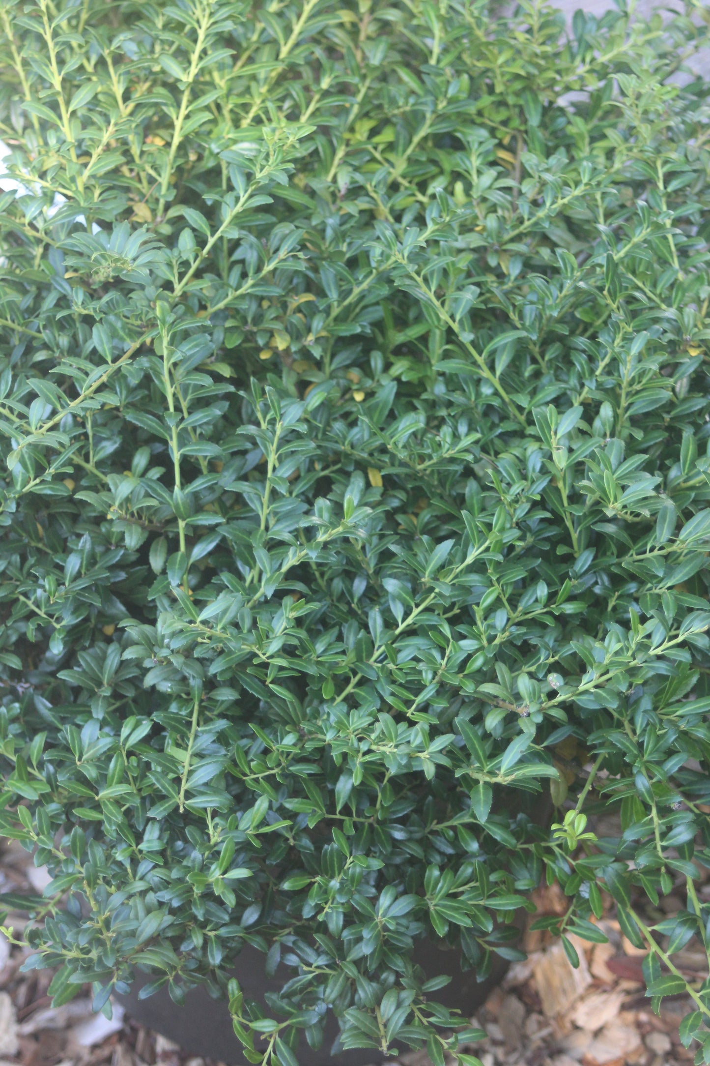 Ilex crenata Soft Touch 3g