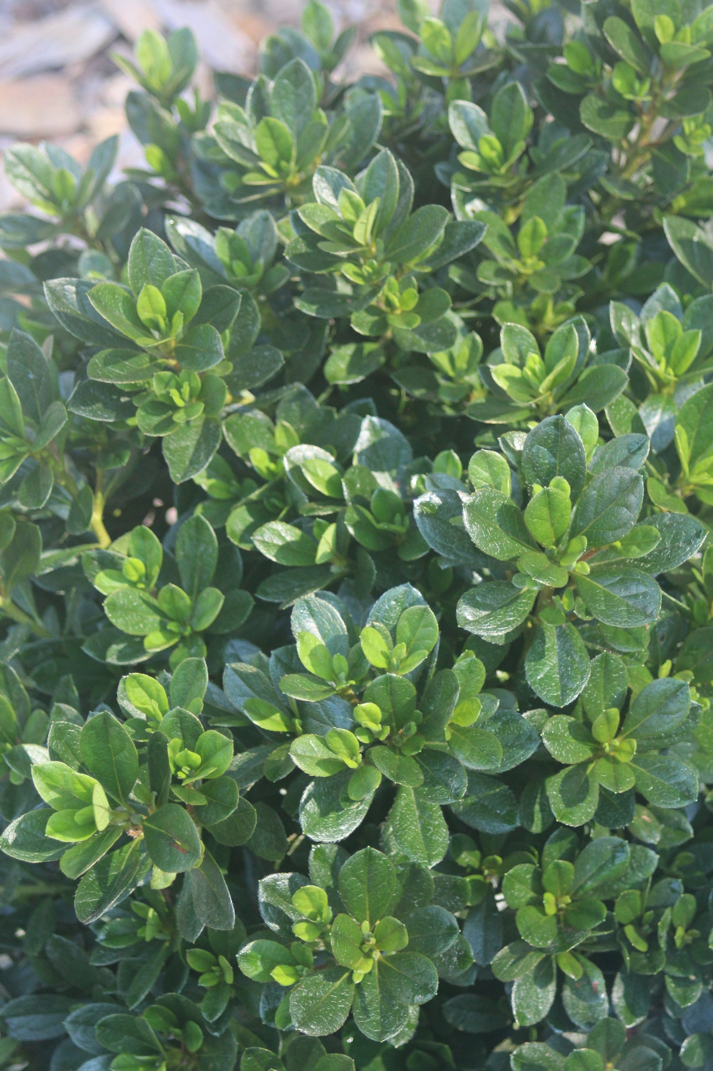 AZALEA `BIXBY ,2