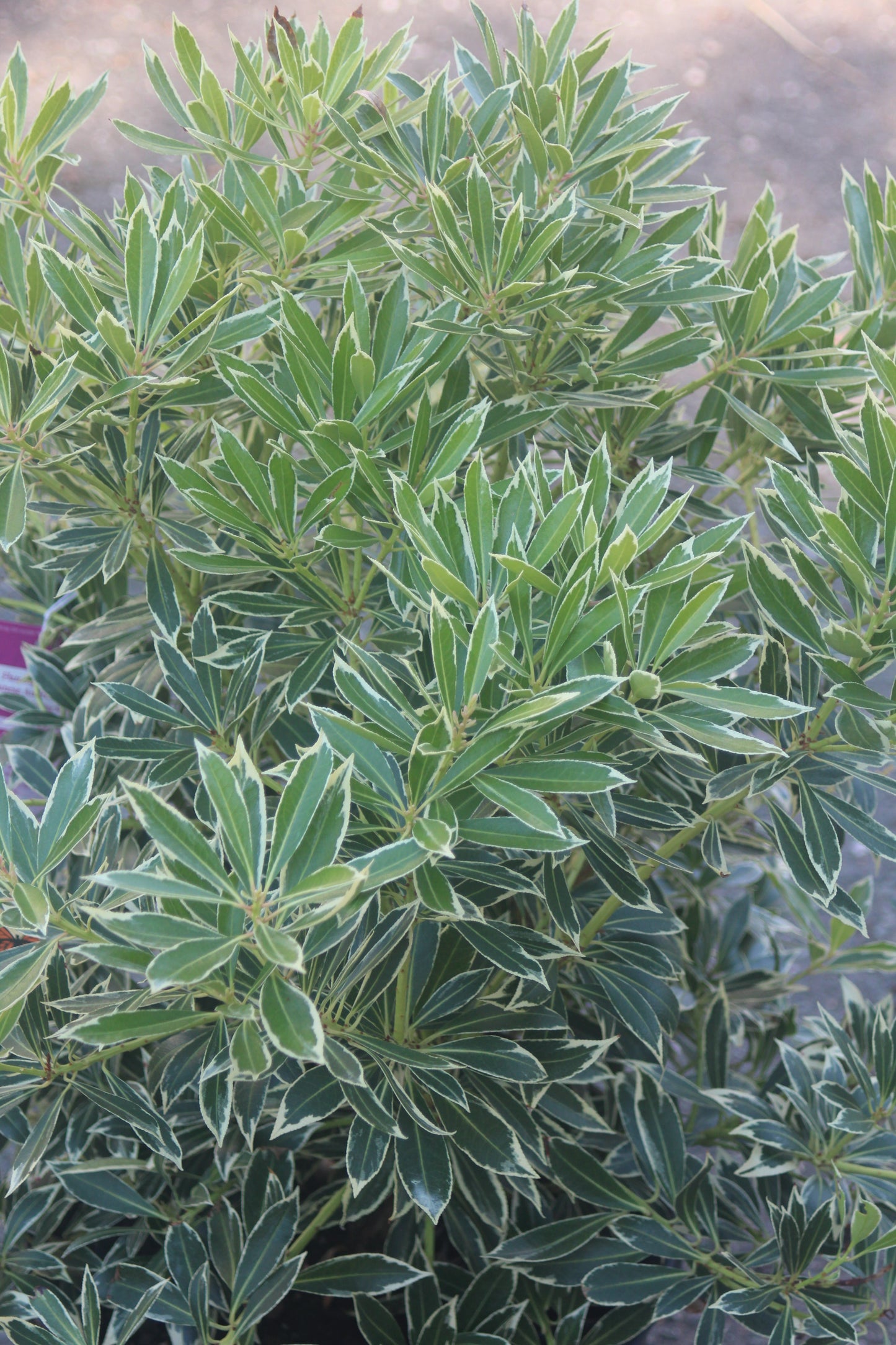 PIERIS JAPONICA `FLAMING SLV