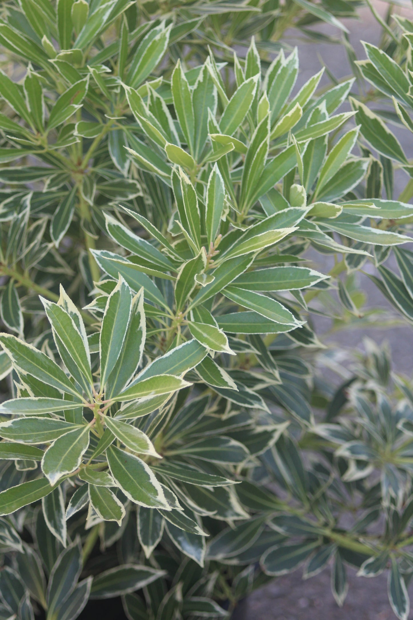 PIERIS JAPONICA `FLAMING SLV