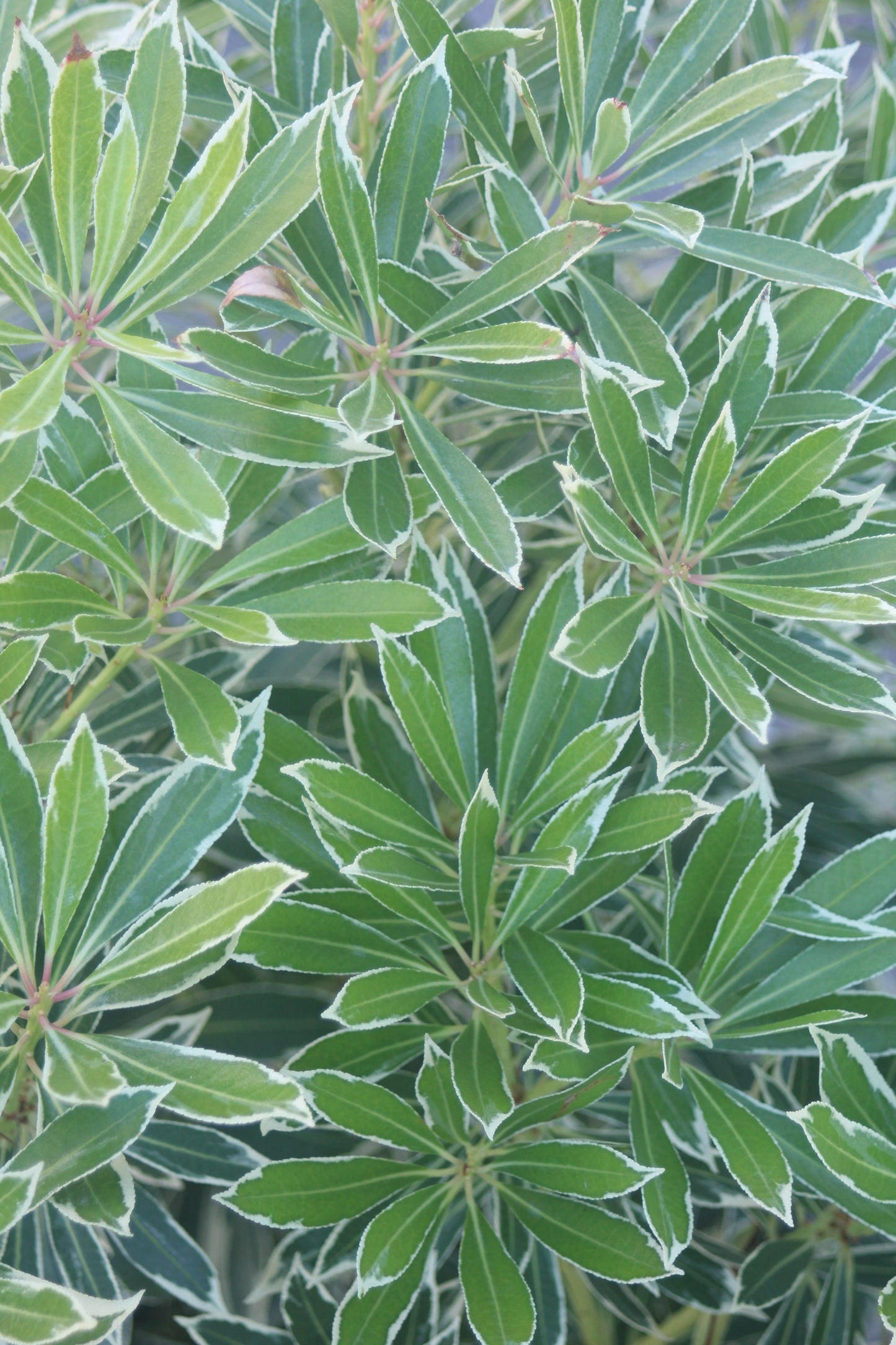 PIERIS JAPONICA `FLAMING SLV
