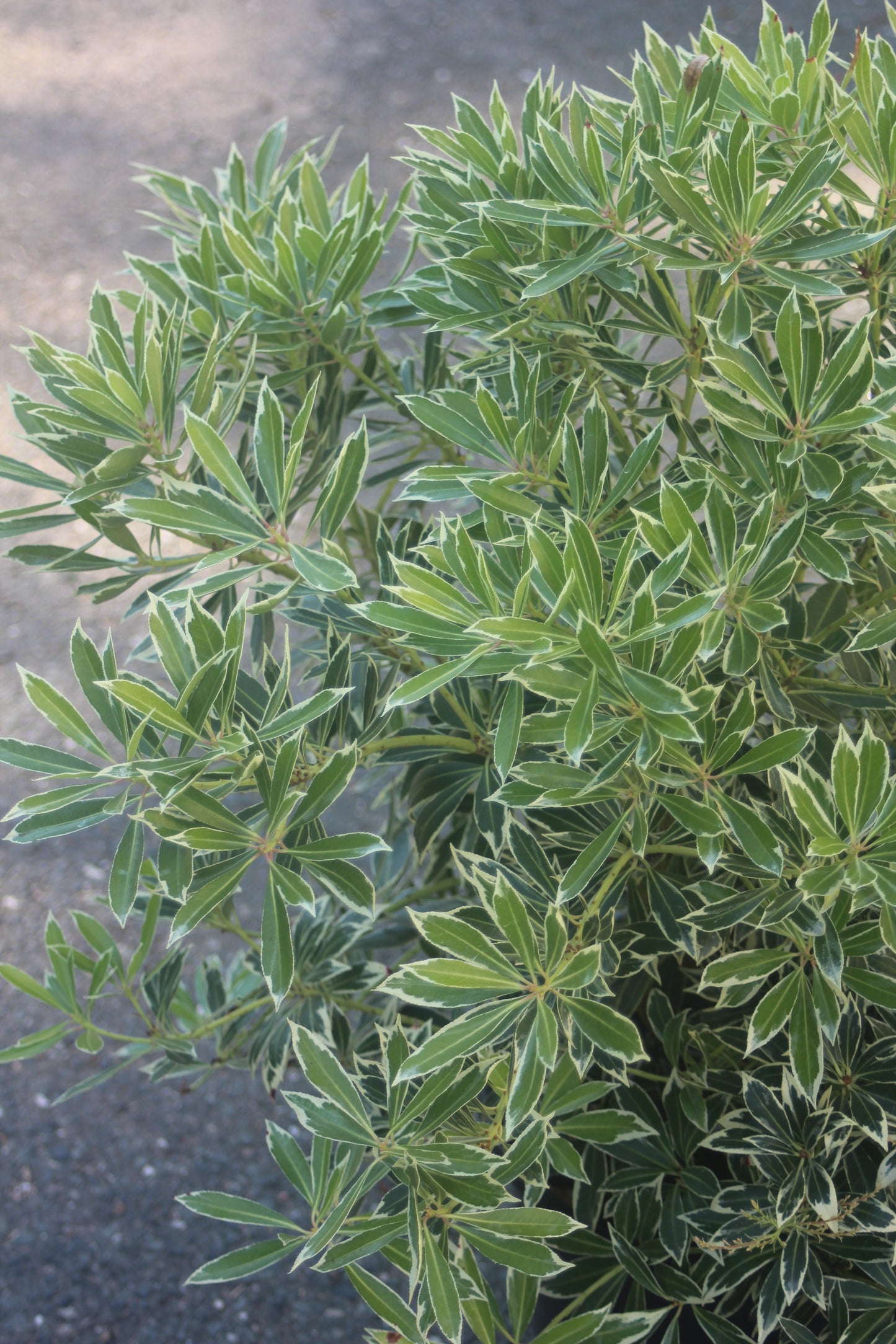 PIERIS JAPONICA `FLAMING SLV