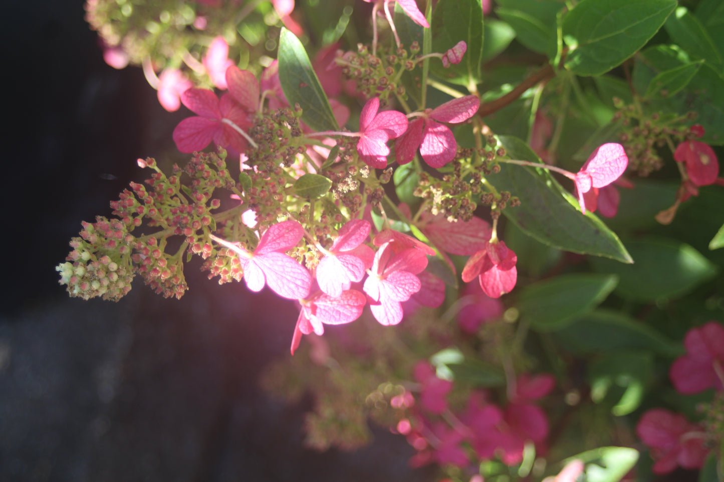 Hydrangea Pan Flare 3g
