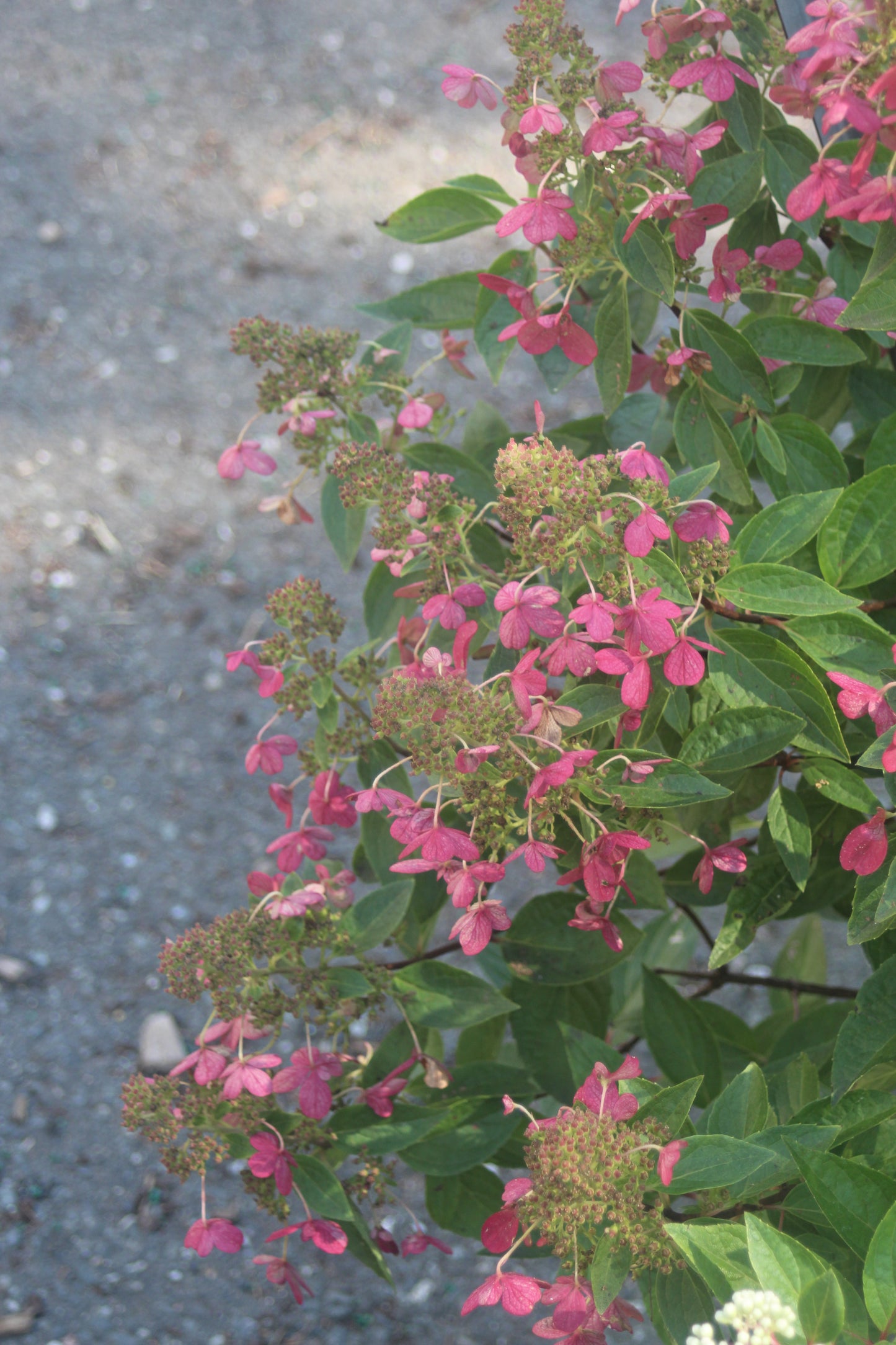 Hydrangea Pan Flare 3g