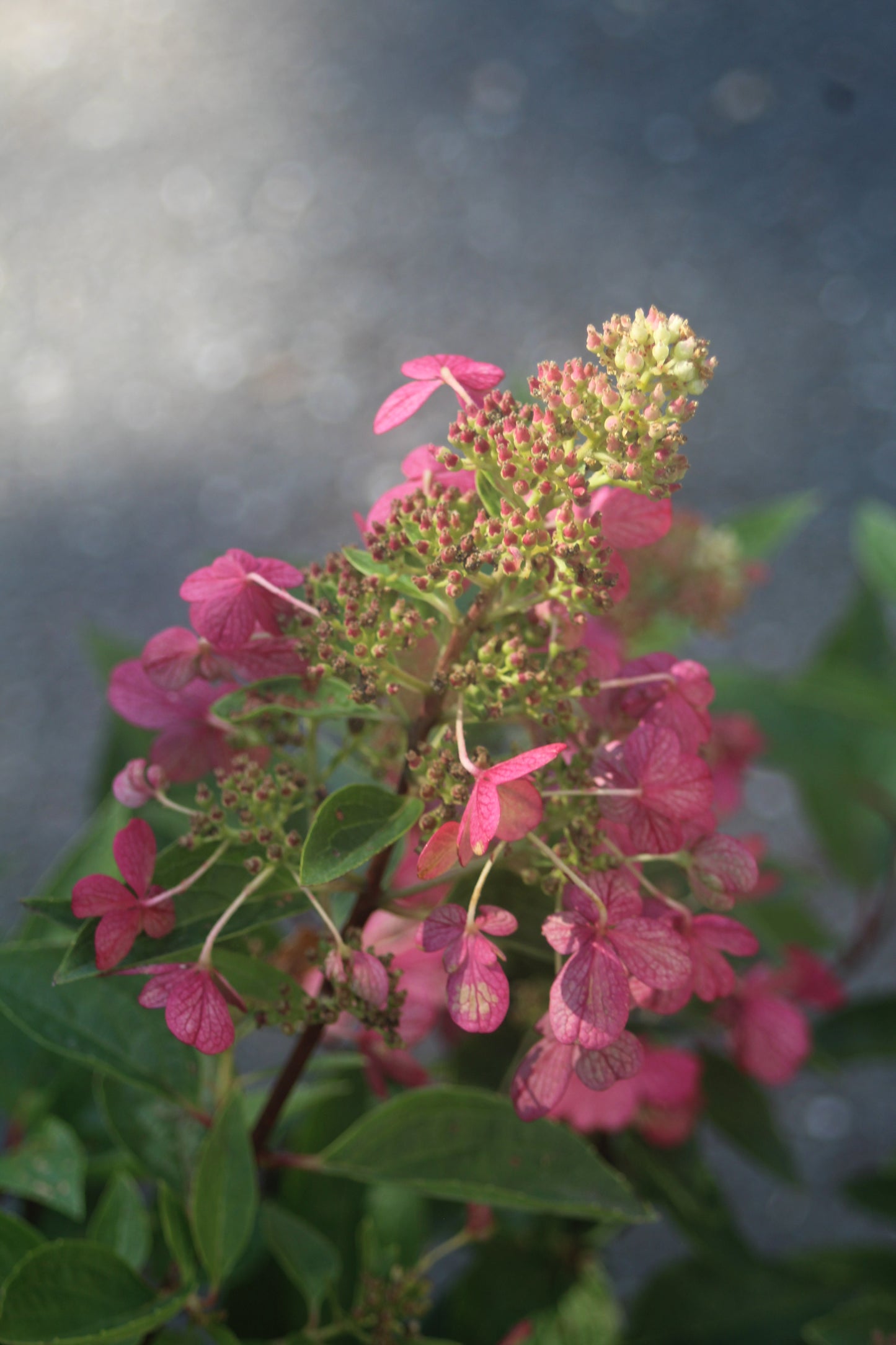 Hydrangea Pan Flare 3g