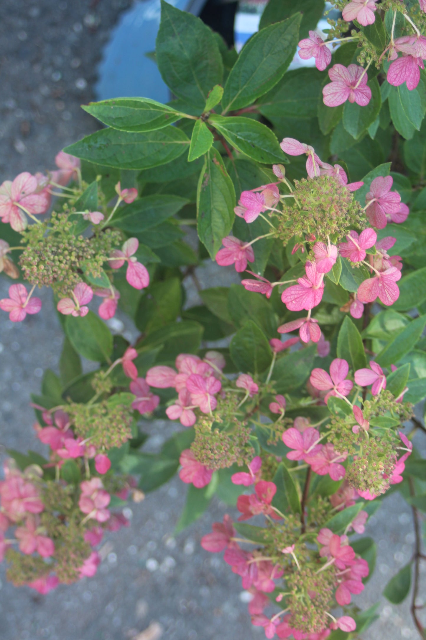 Hydrangea Pan Flare 3g