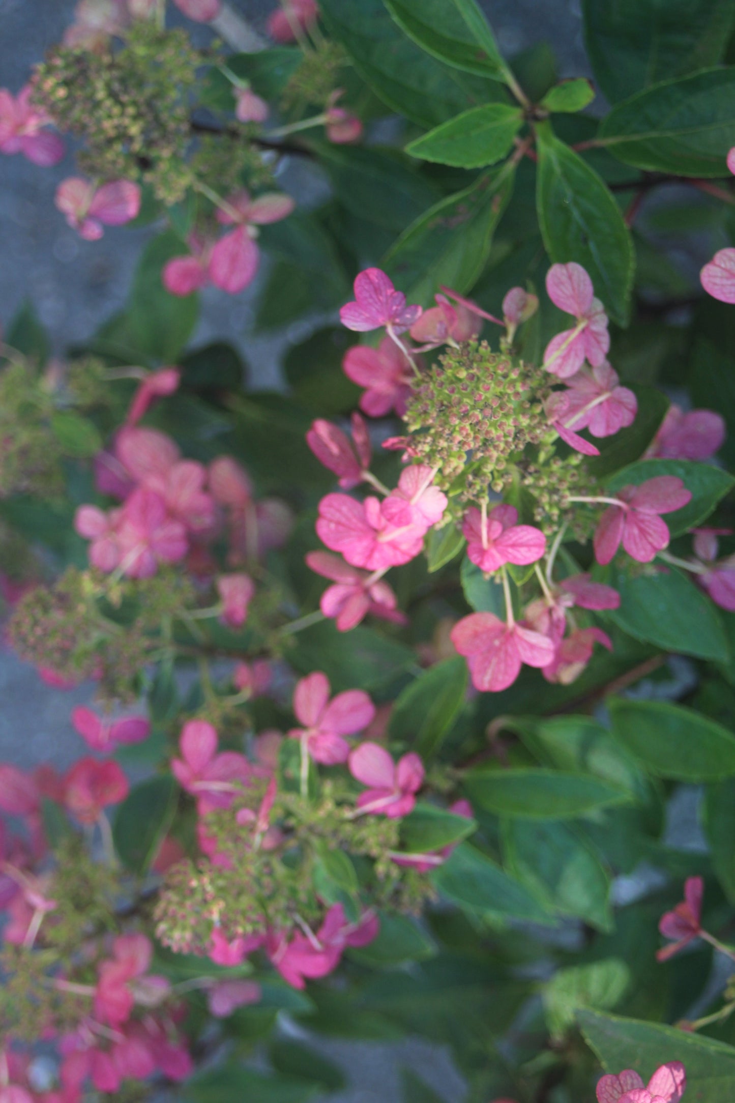 Hydrangea Pan Flare 3g
