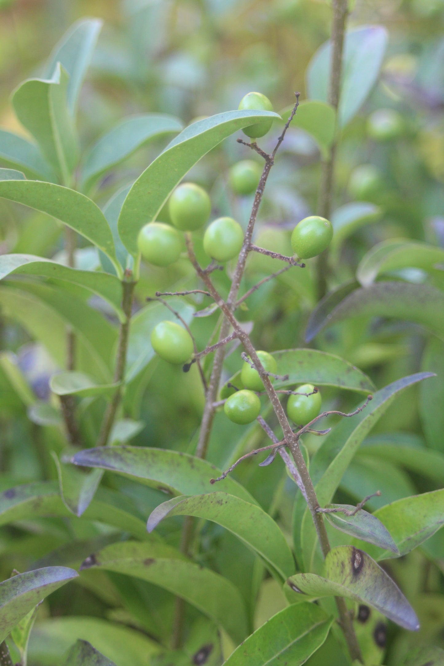 Ligustrum vulgare Cheyenne 3g