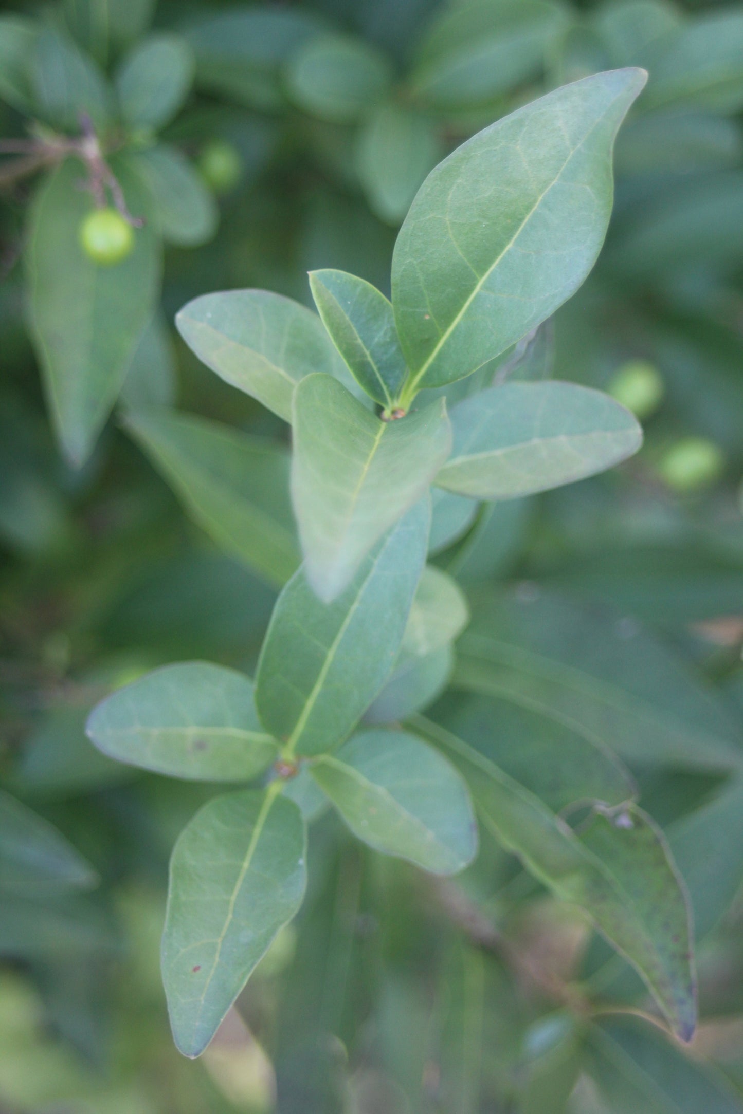 Ligustrum vulgare Cheyenne 3g