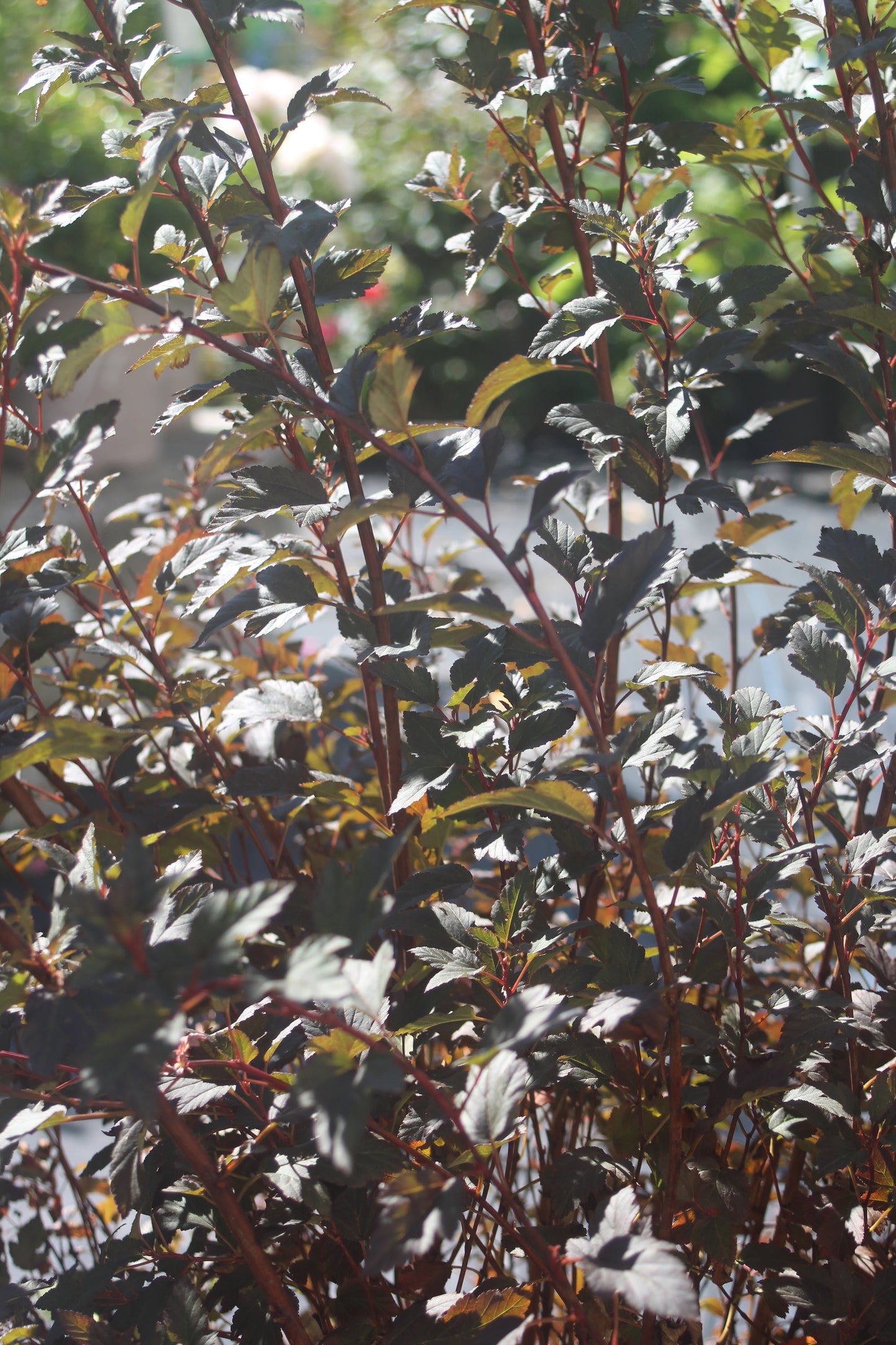 Physocarpus Tiny wine 3g