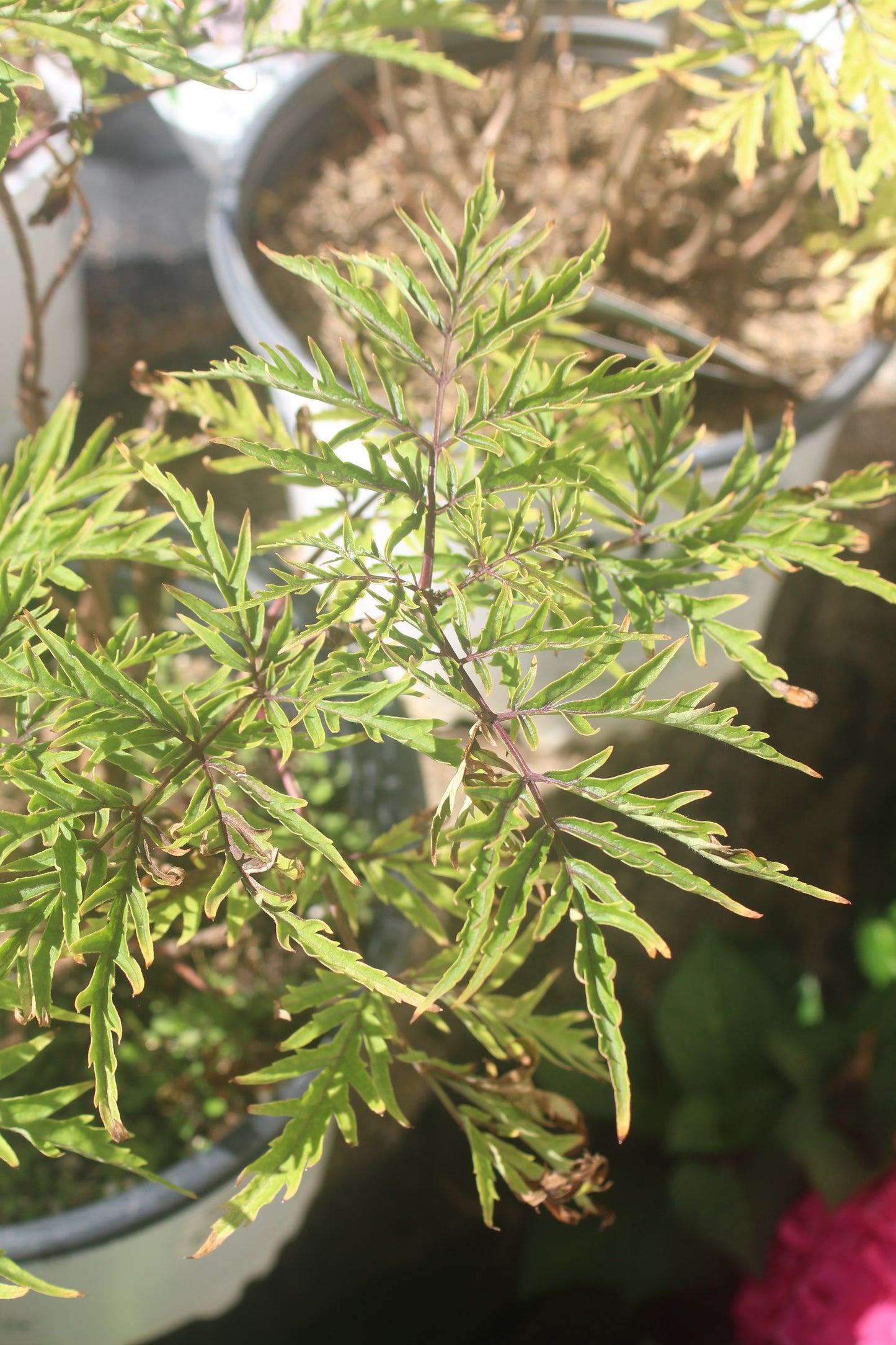 SAMBUCUS RACEMOSA `LEMONY LACE 3g