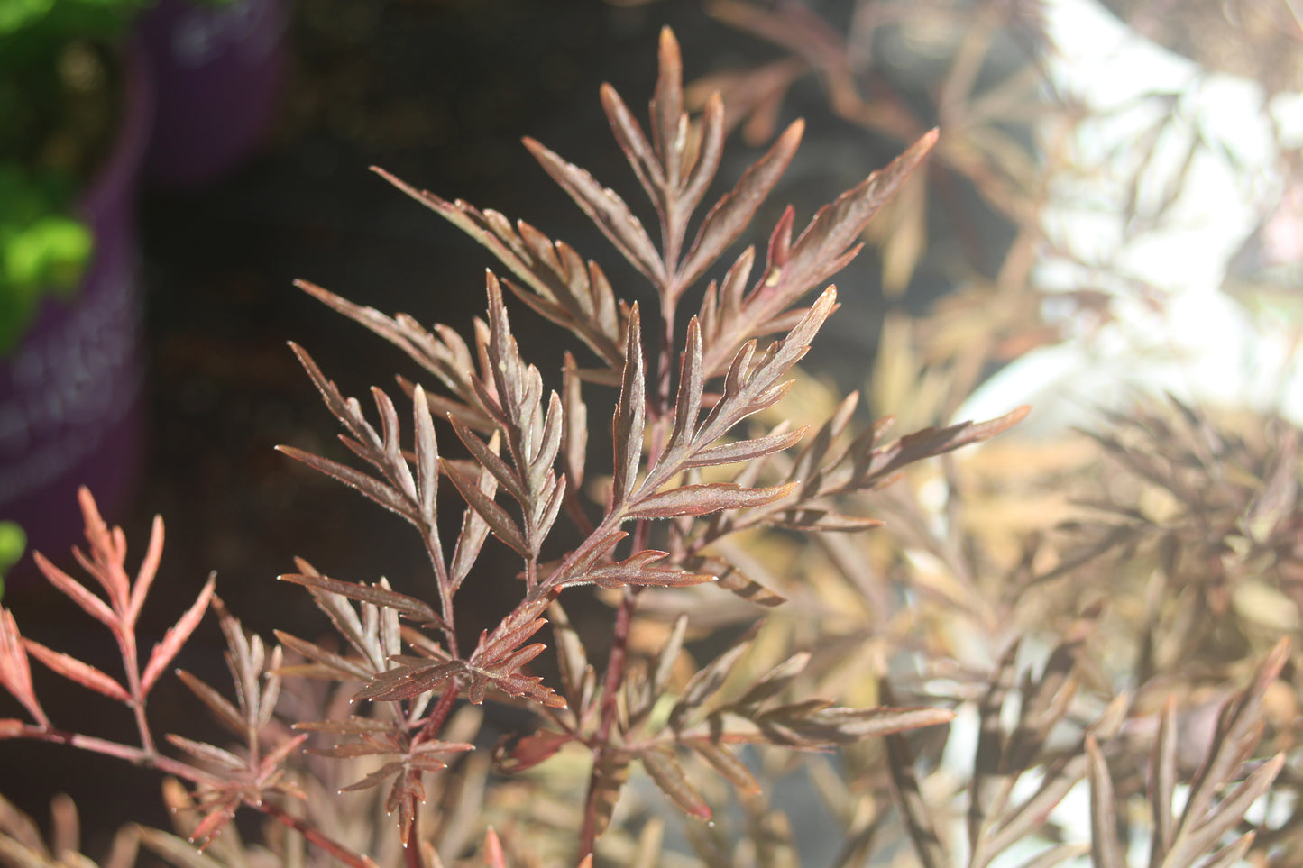 SAMBUCUS NIGRA `BLACK LACE 2g