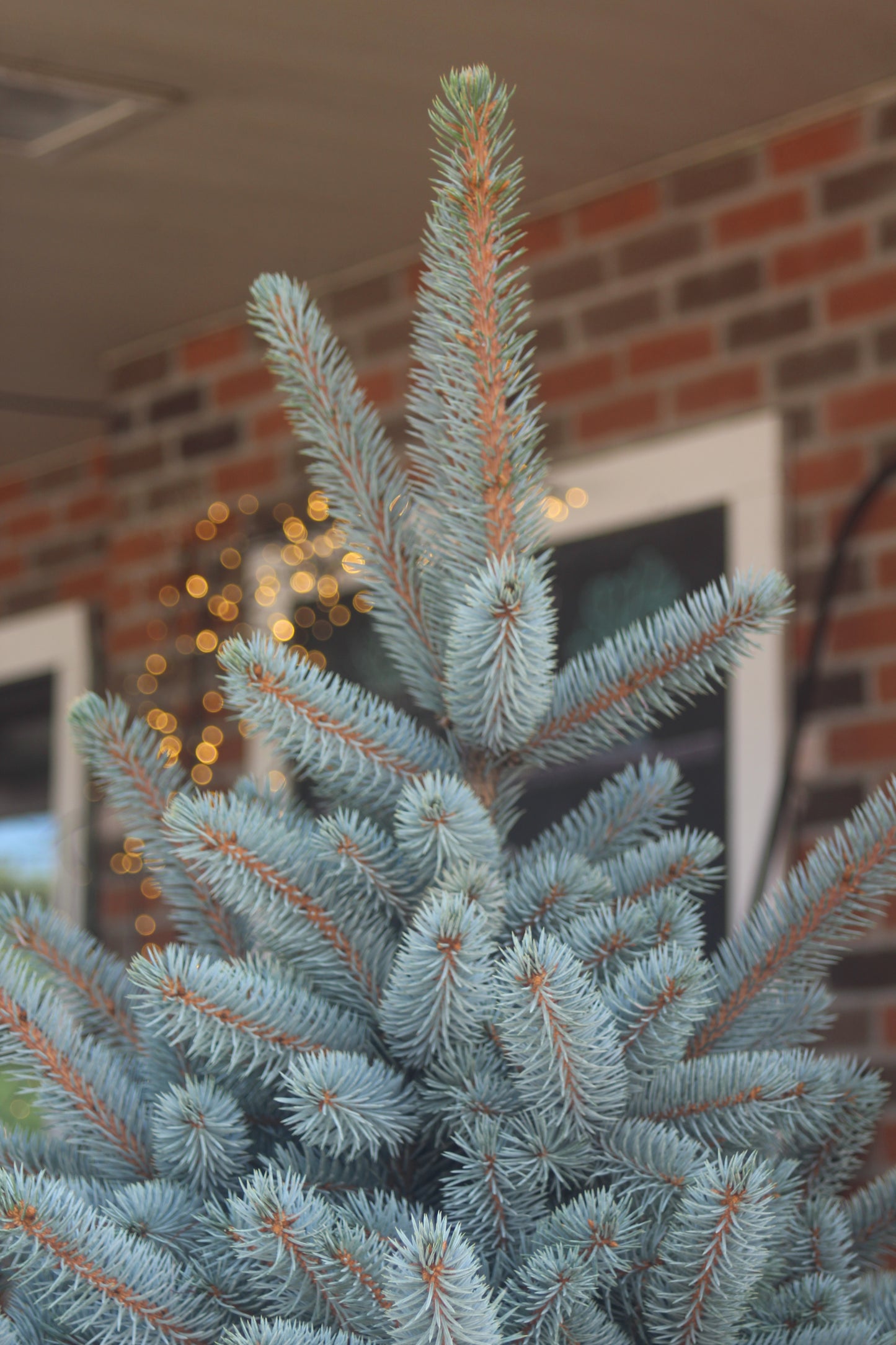Picea Pungens Baby Blue 7g
