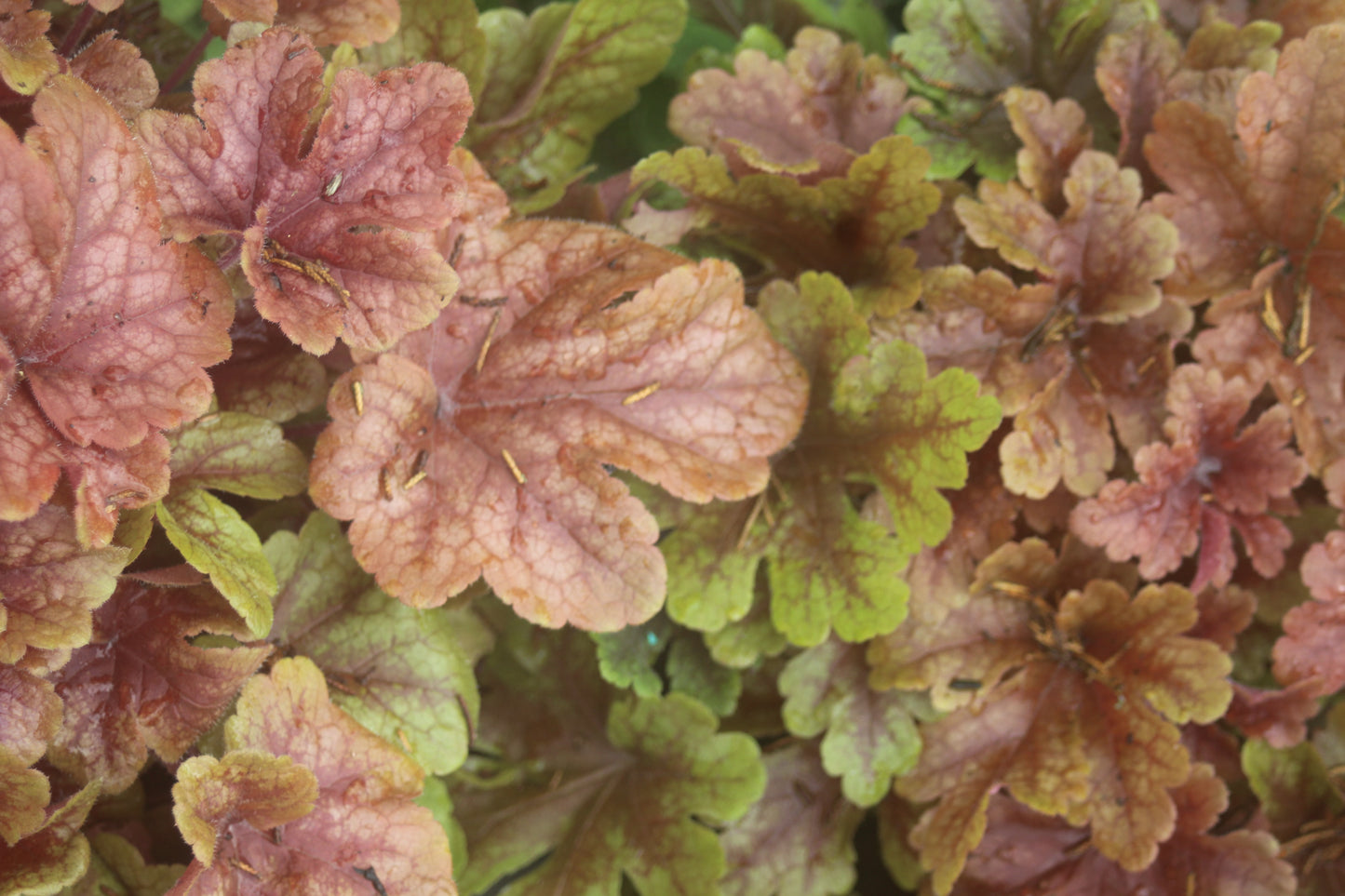 Heucherella Buttered Rum 1g