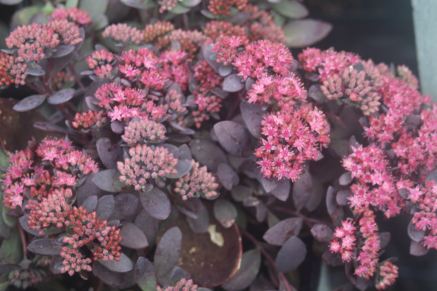 Sedum Plum Dazzled 1g