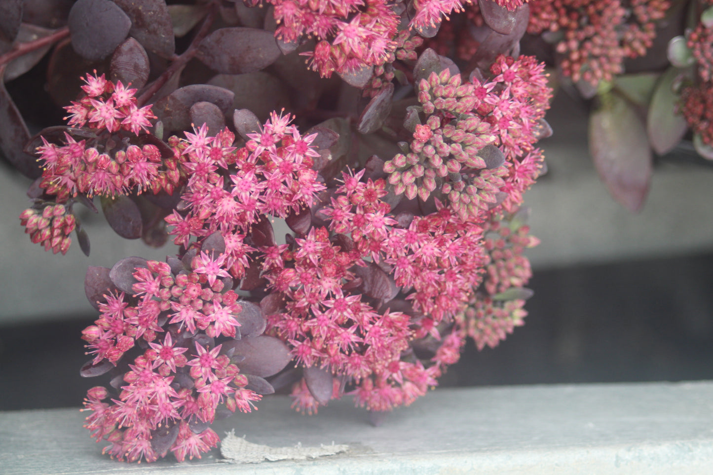 Sedum Plum Dazzled 1g