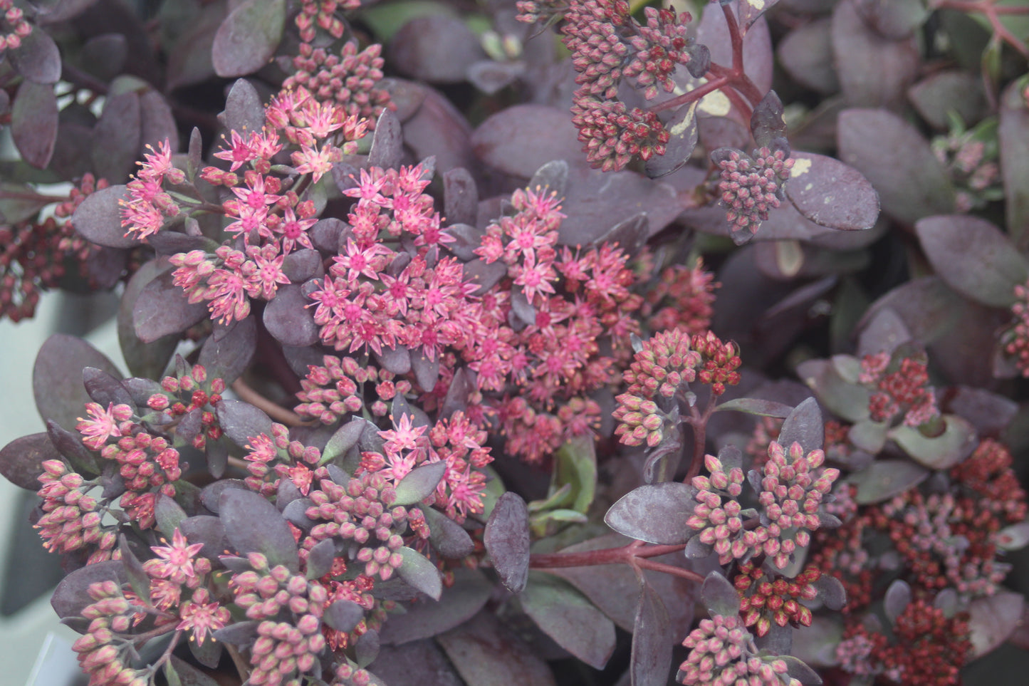 Sedum Plum Dazzled 1g