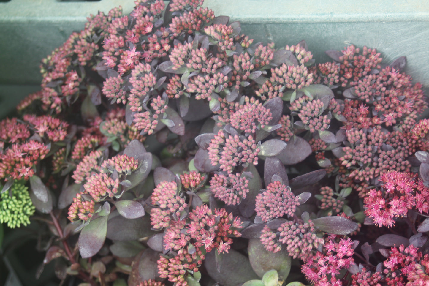 Sedum Plum Dazzled 1g