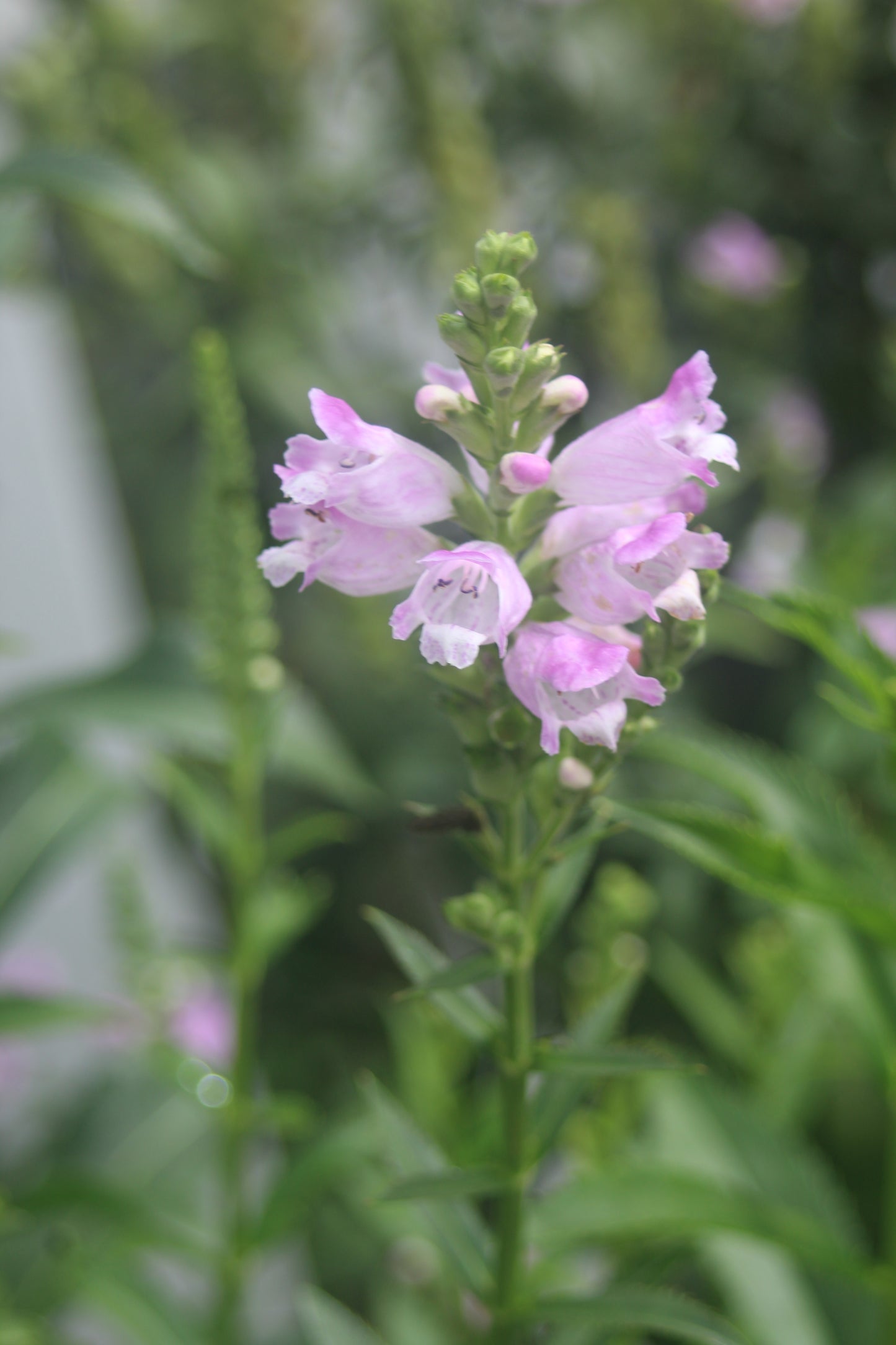 Physostegia Pink Manners 1g