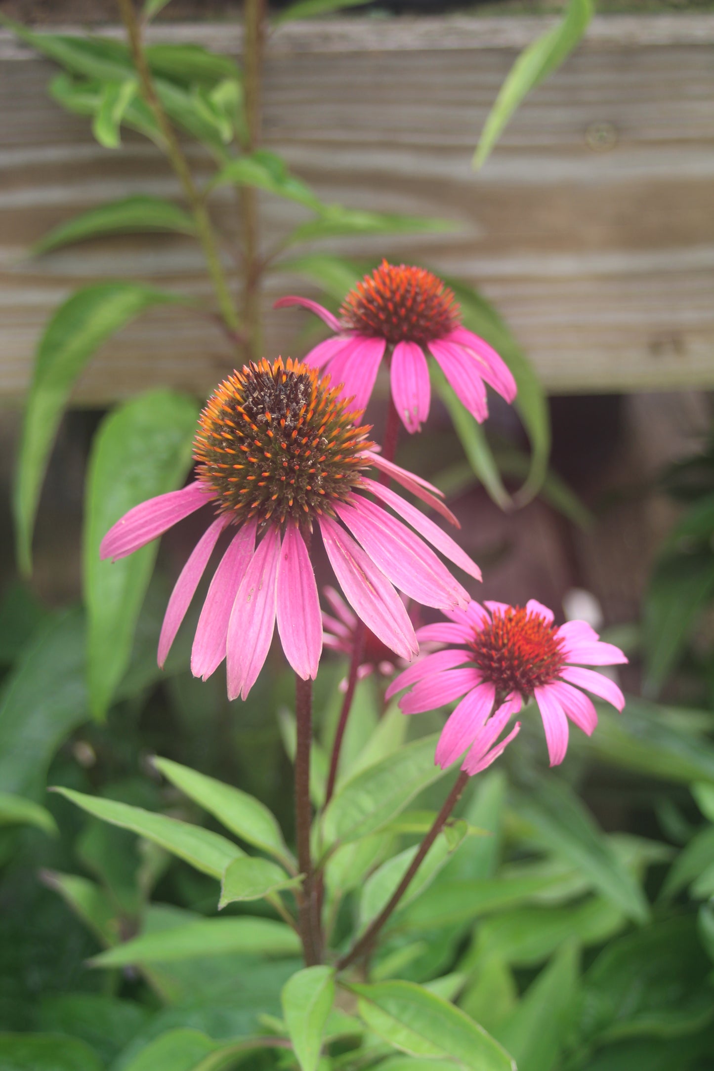 ECHINACEA Rubinstern (Ruby Star) 1g