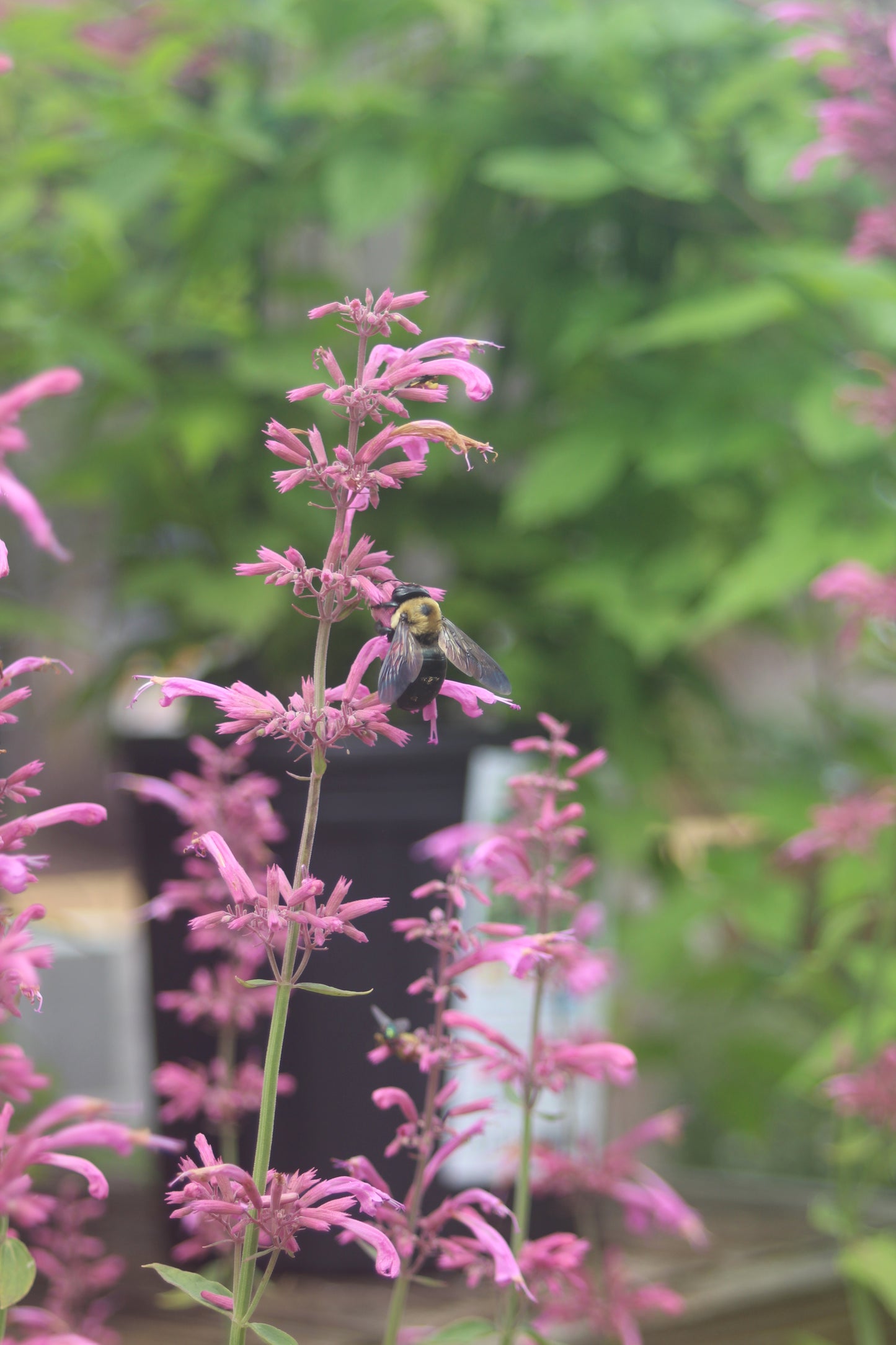 Agastache b. Tutti Frutti