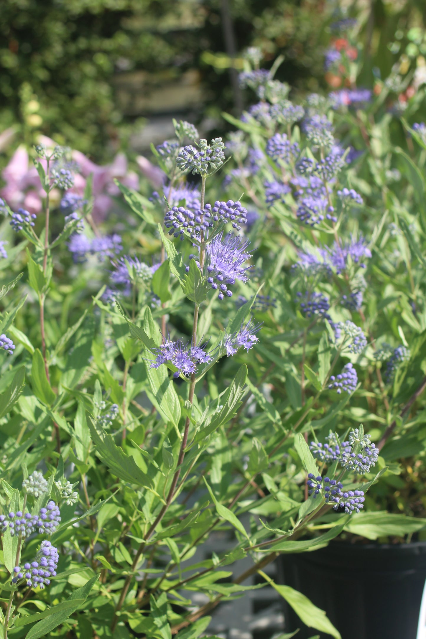 Caryopteris Dark Knight 1g