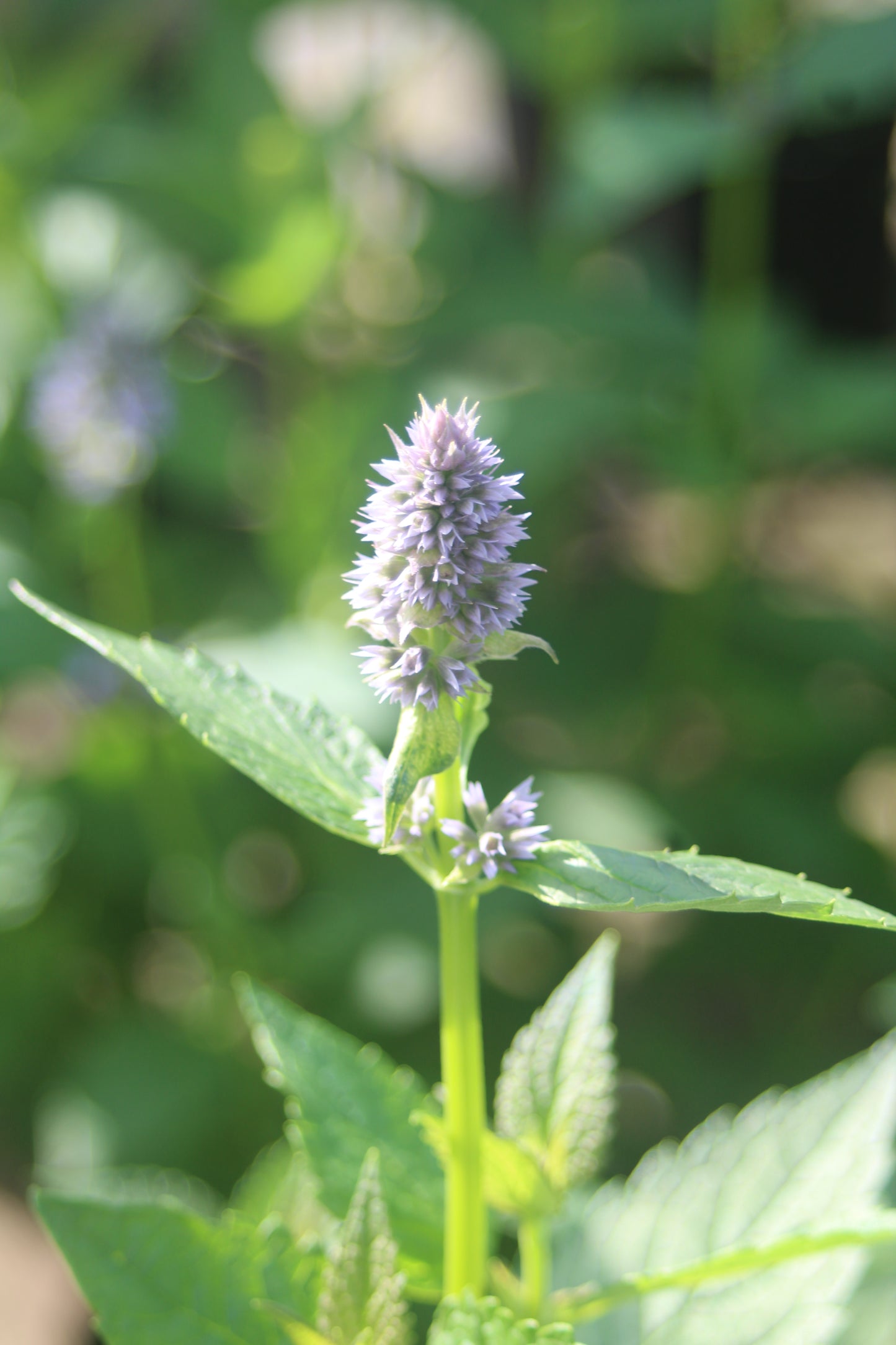 Agastache Blue Fortune 1g