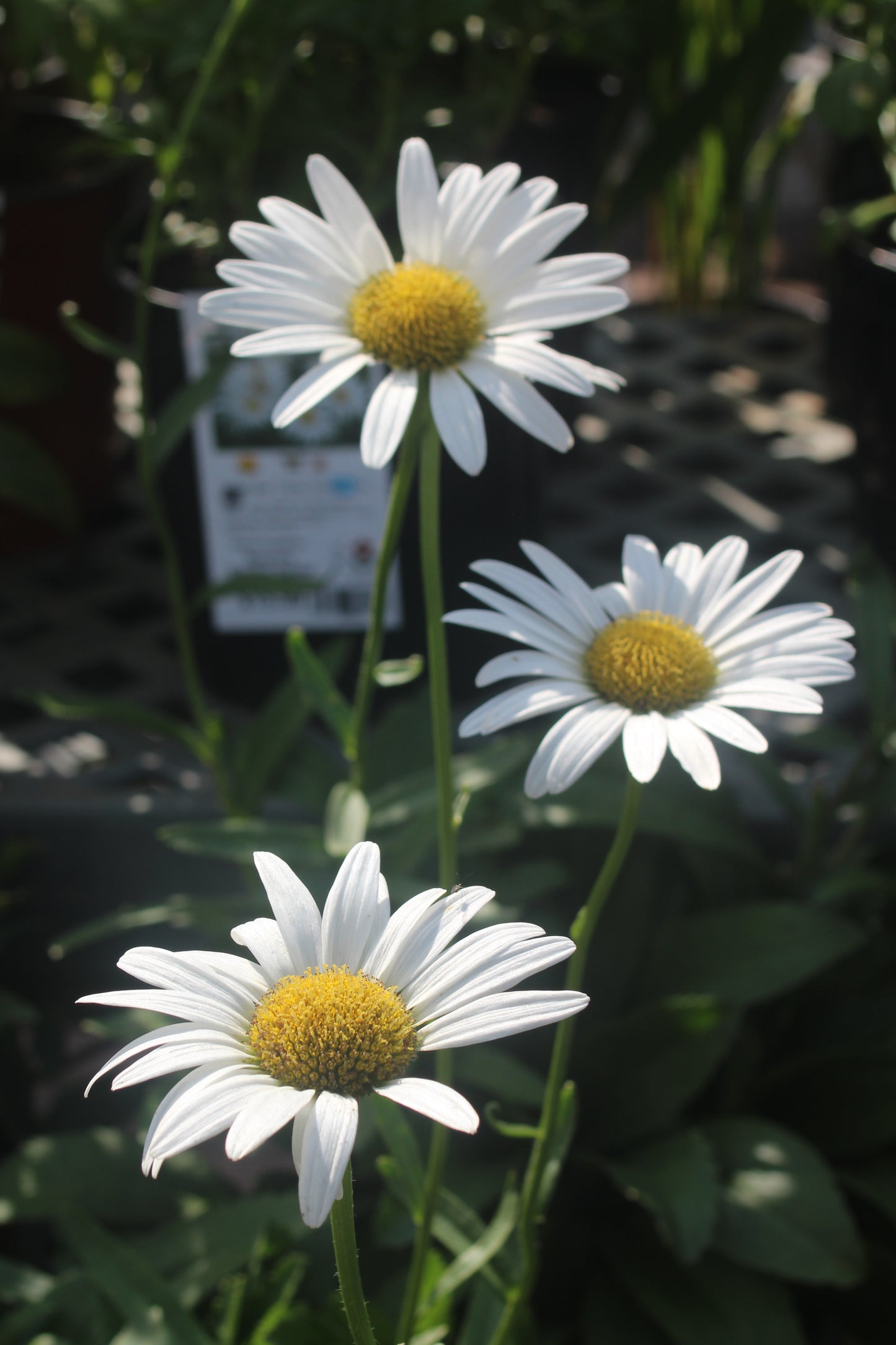 Leucanthemum Becky
