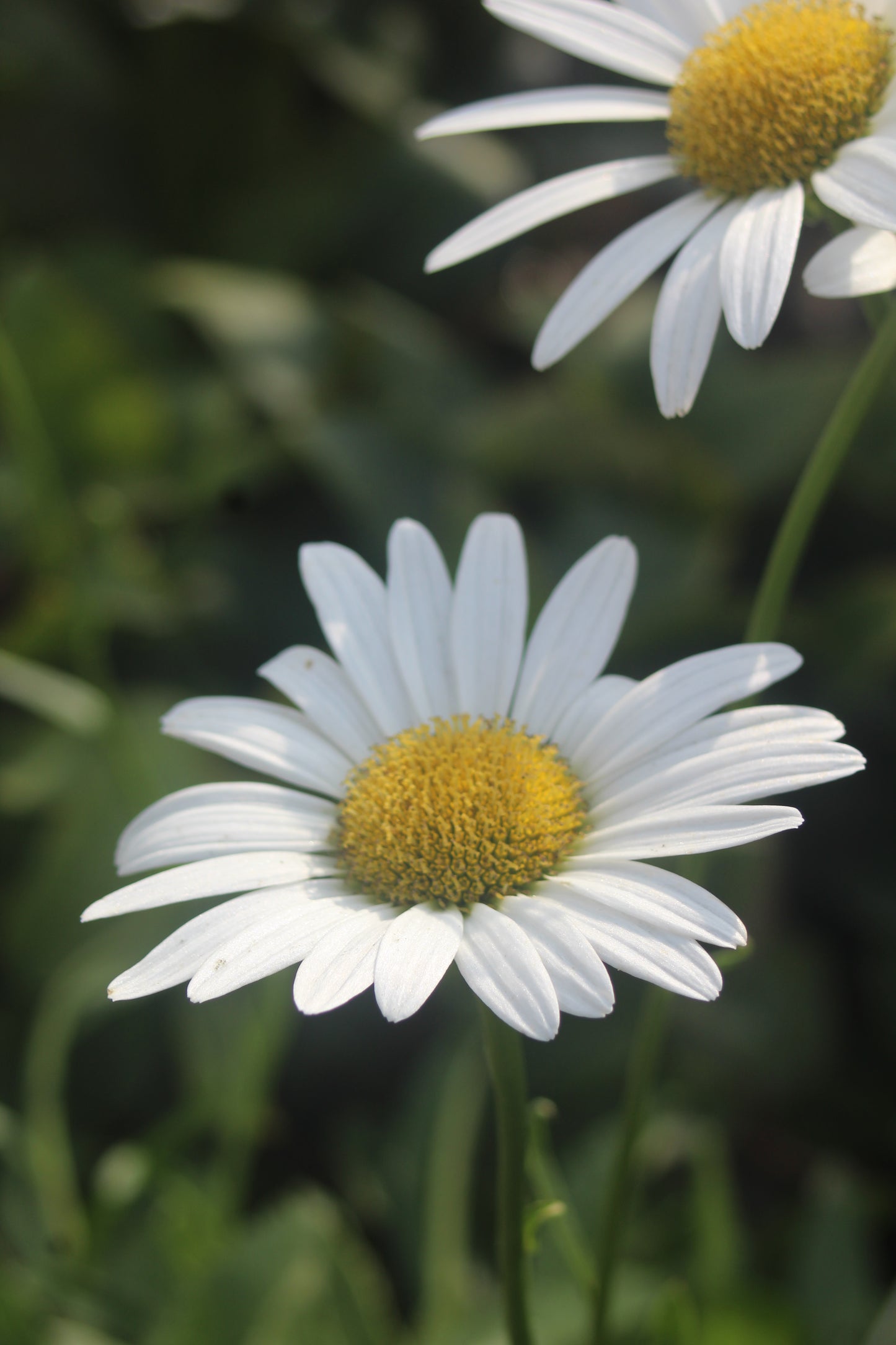 Leucanthemum Becky