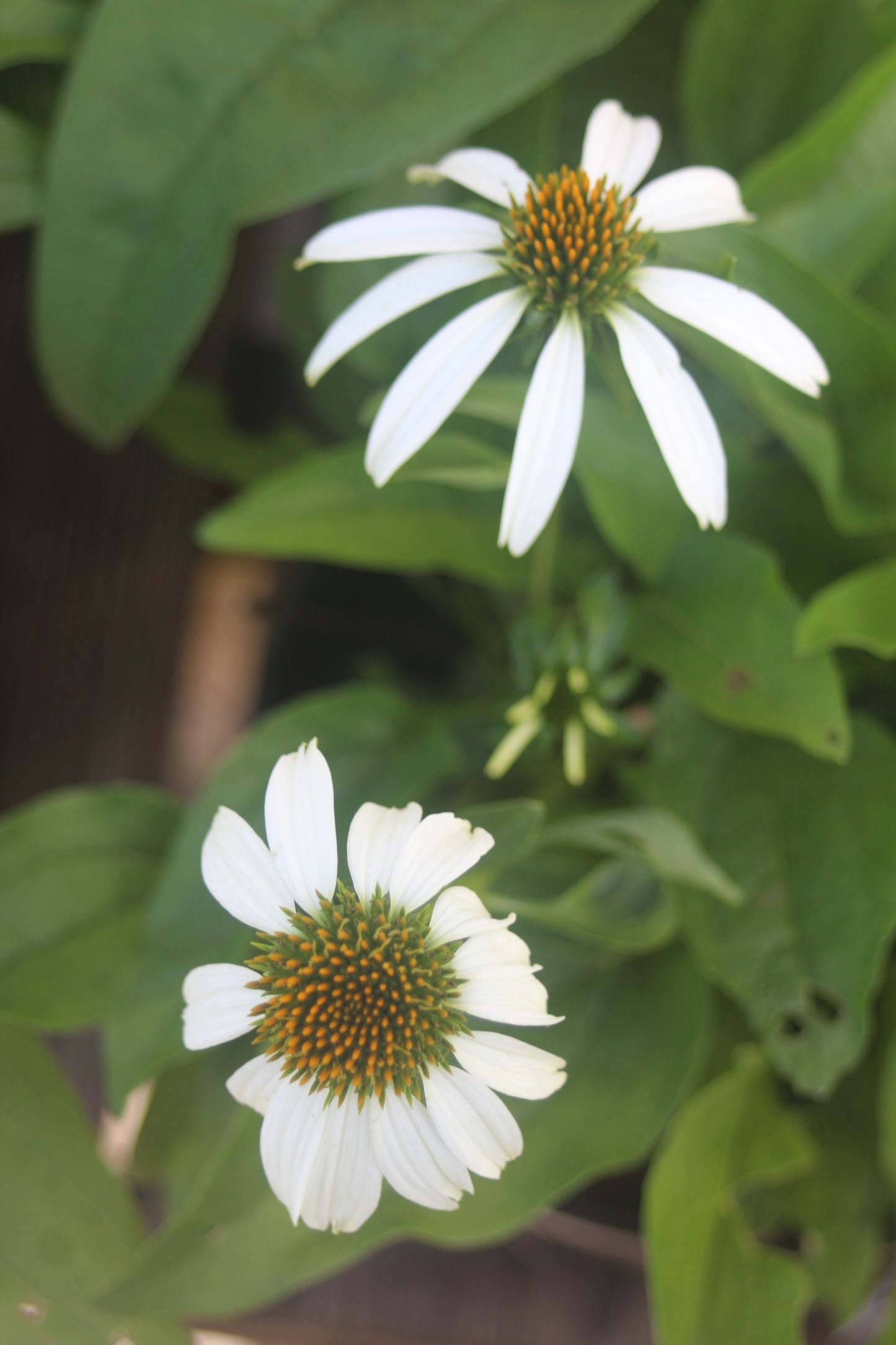 Echinacea White Swan 1g