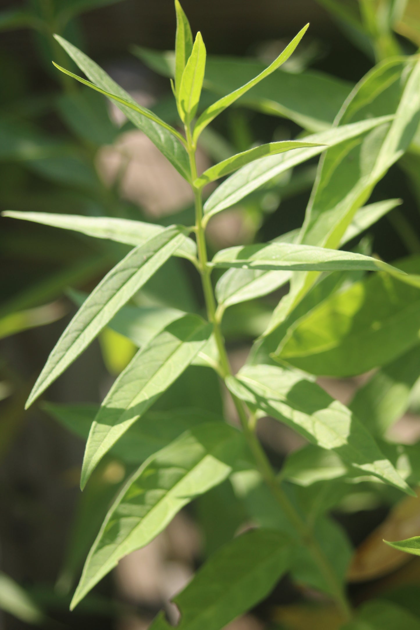 ASCLEPIAS incarnata Ice Ballet 1g