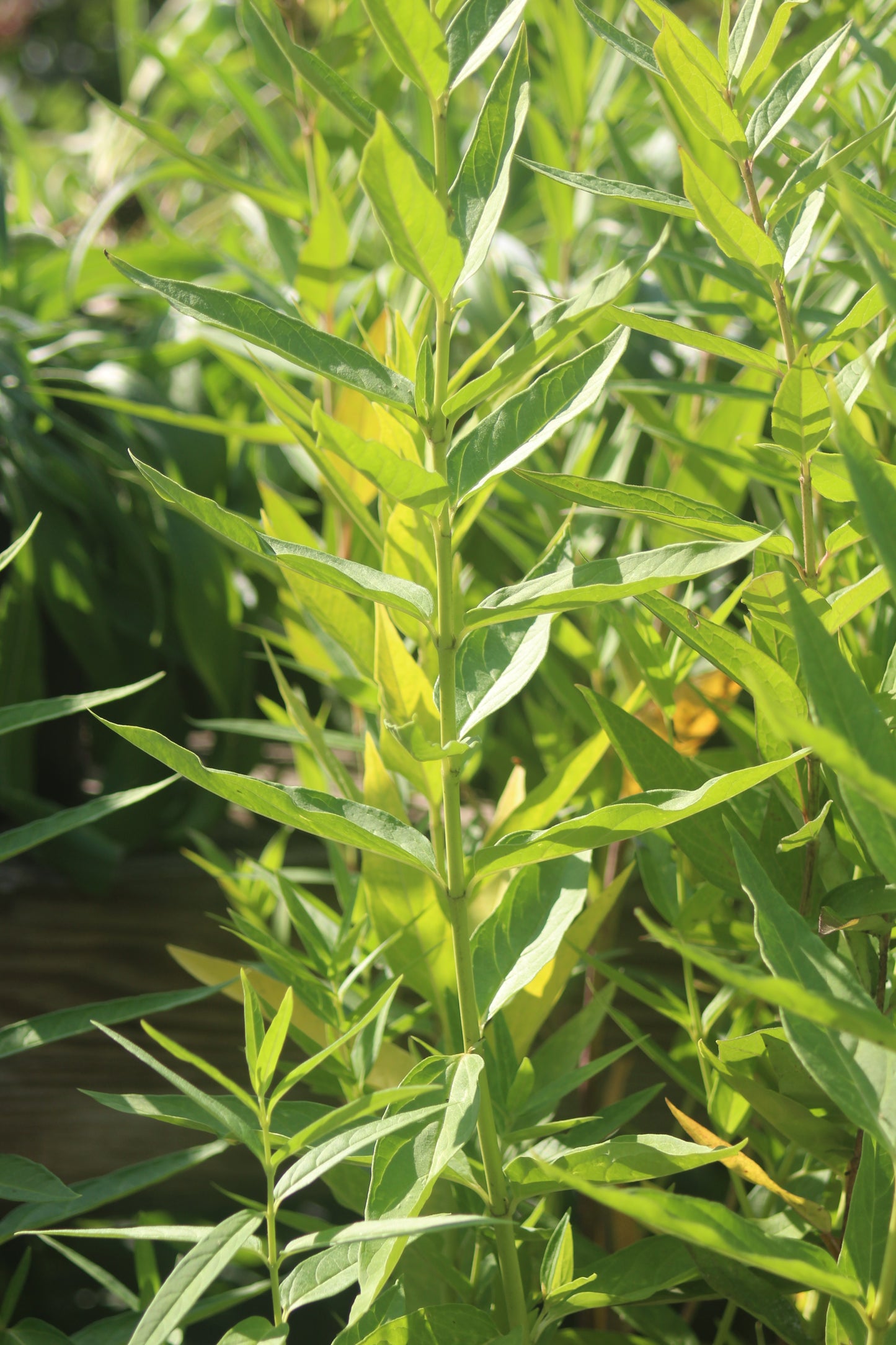 ASCLEPIAS incarnata Ice Ballet 1g