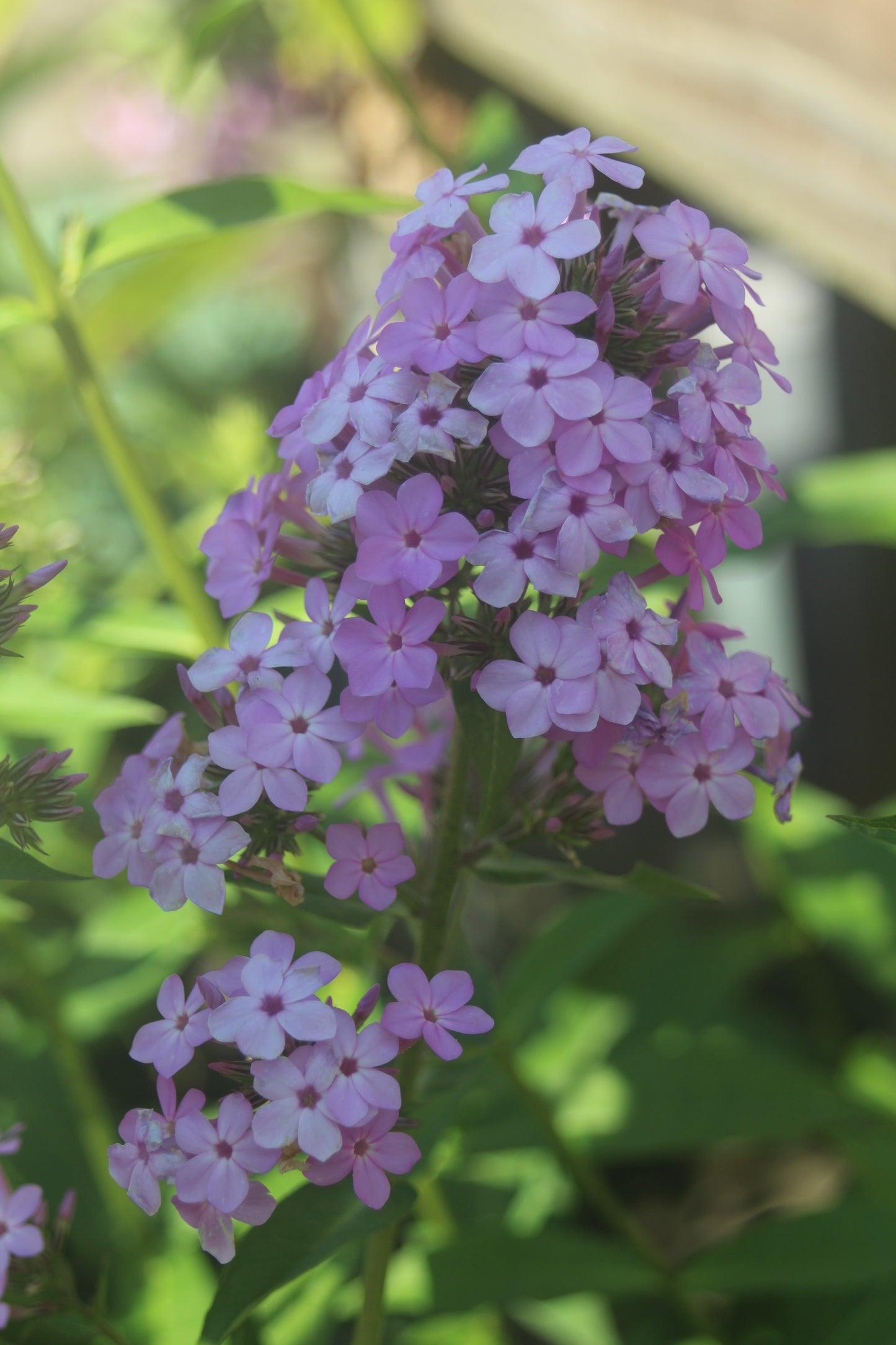 Phlox Jeana 1g