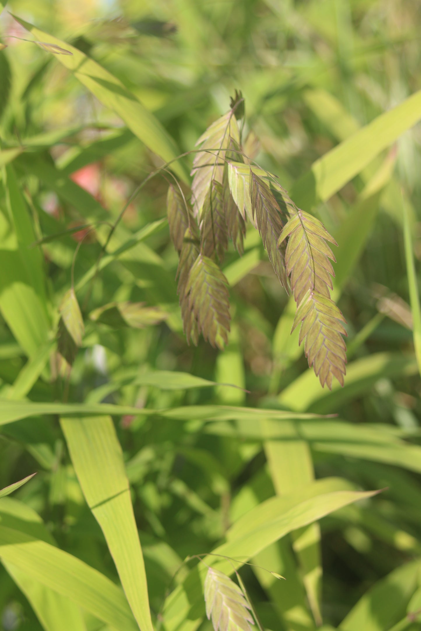 Chasmanthium latifolium 2g