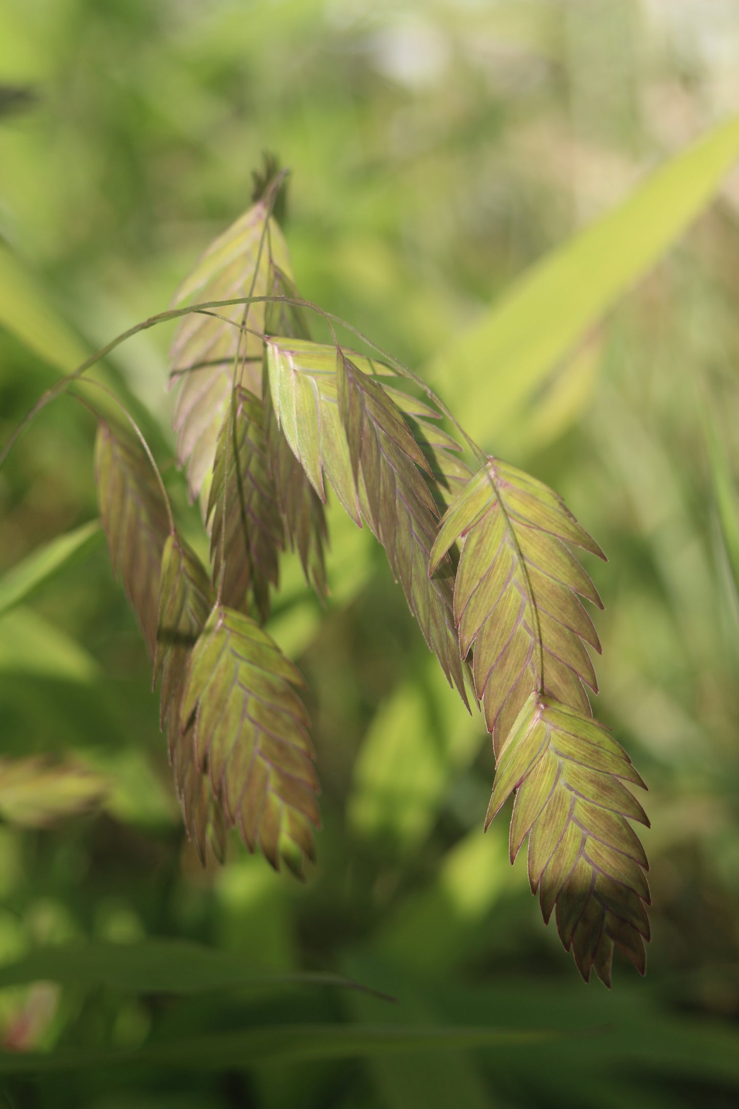 Chasmanthium latifolium 2g